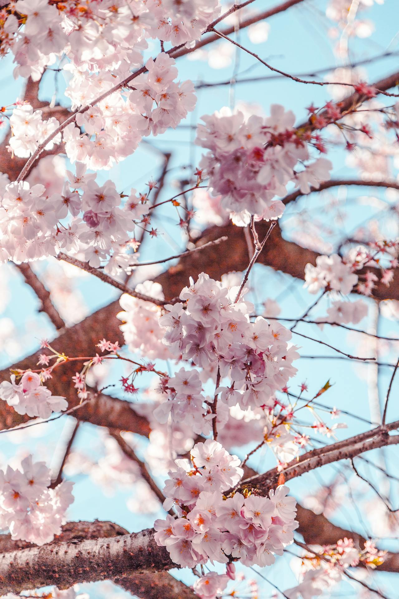 Shallow focus shot of cherry blossoms under the blue sky at Takada Castle Cherry Blossom Festival