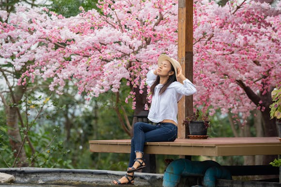 A woman sitting on a bench beneath a cherry blossom tree