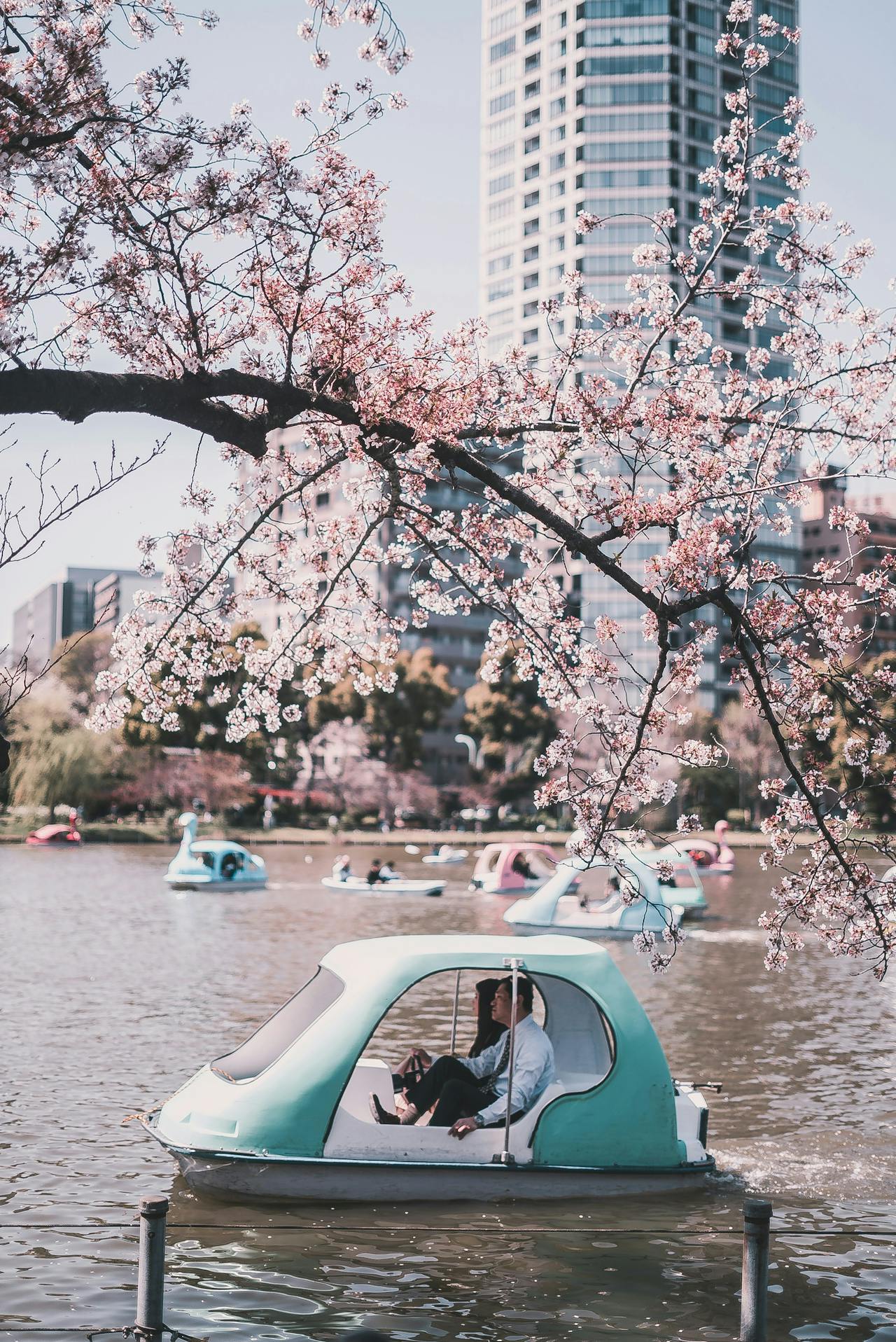 People on boats on a lake in Ueno park, Tokyo, during the Ueno cherry blossom festival