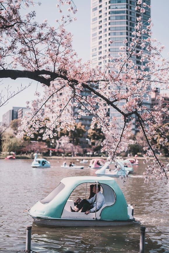 People on boats on a lake in Ueno park, Tokyo, during the Ueno cherry blossom festival