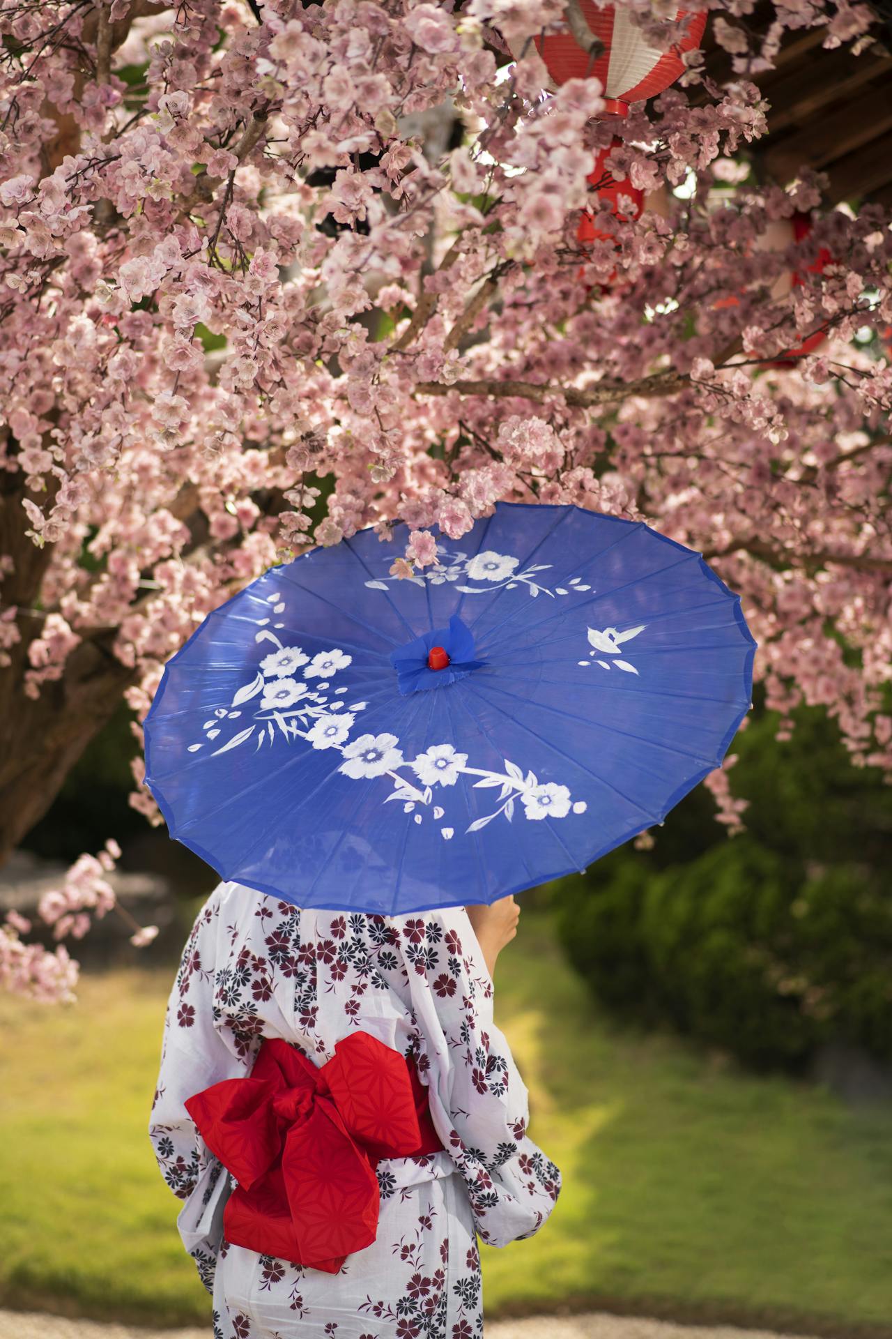 A woman in a kimono with a wagasa umbrella beneath cherry blossoms at a Cherry Blossom Festival