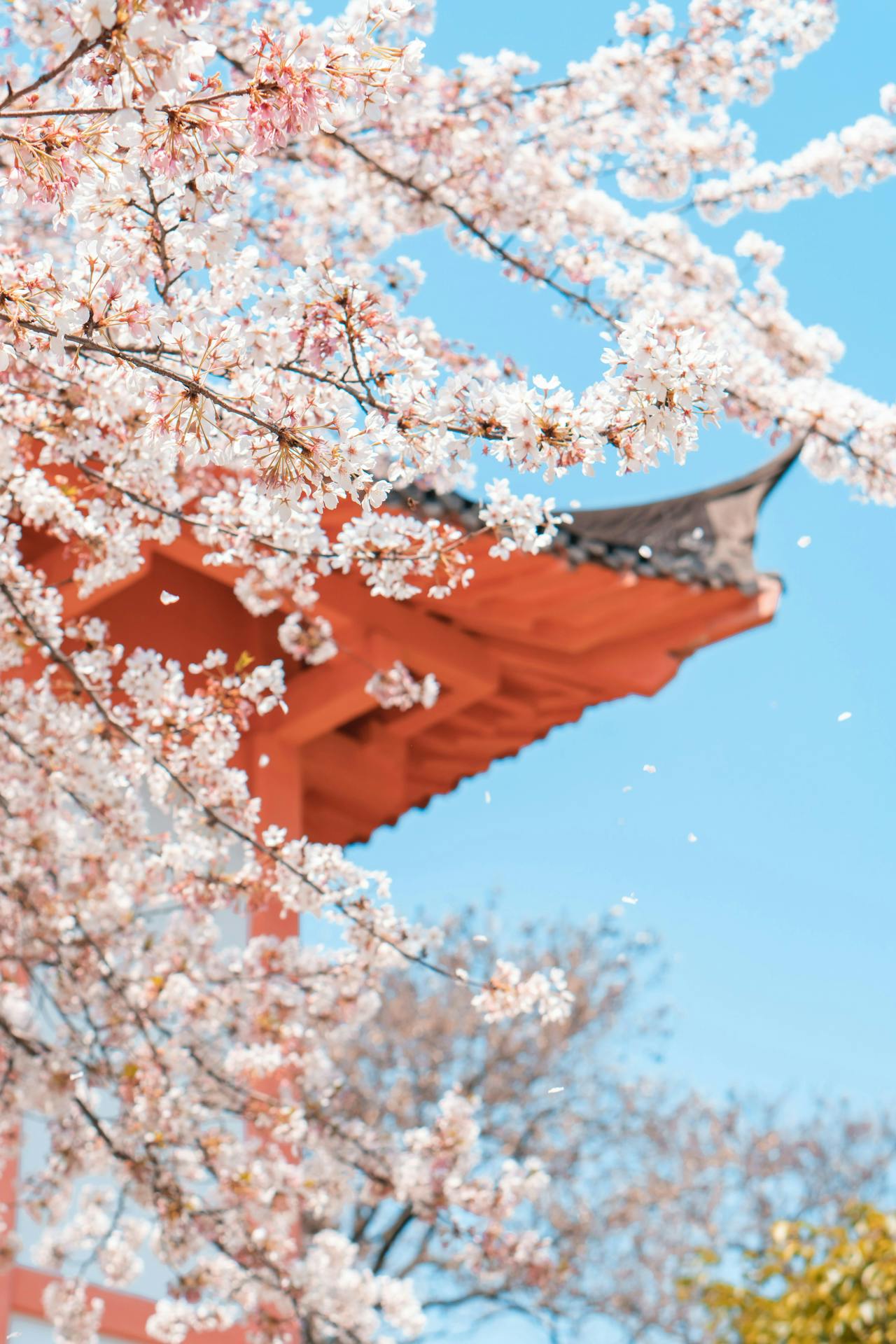 Takato Castle Park Cherry Blossom Festival with delicate pink sakura blooms against a clear blue sky