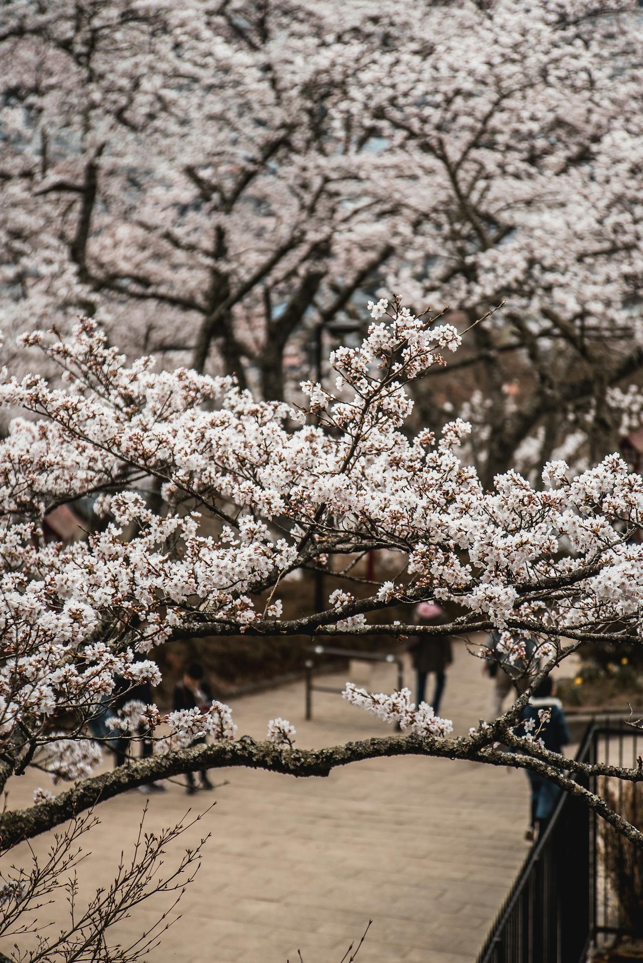 Matsuyama Shiroyama Park Cherry Blossom Festival with blooming sakura trees lining a scenic pathway as visitors stroll beneath the blossoms