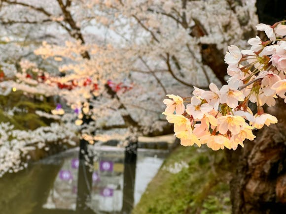 Cherry blossom trees next to a body of water in Hirosaki park