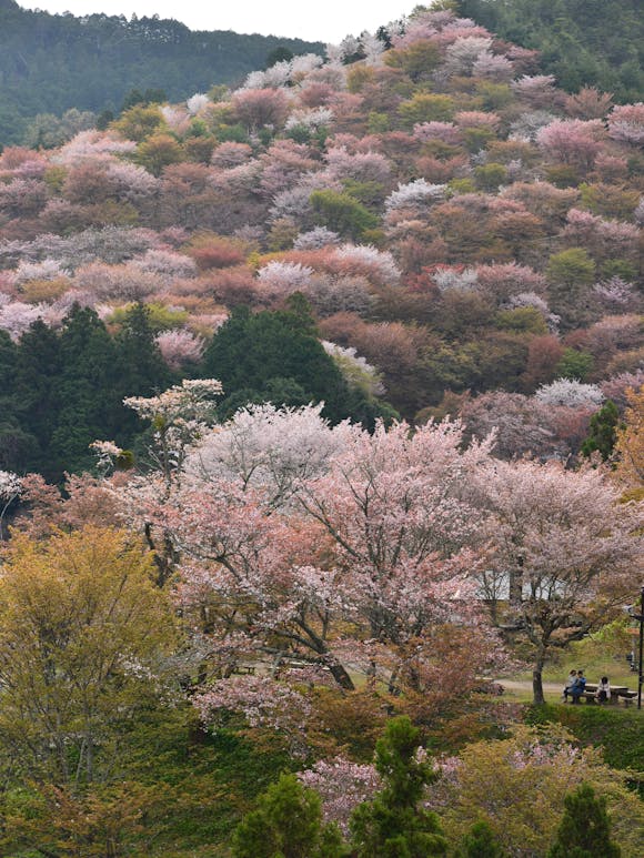 Cherry blossom trees and other tree varieties on Mount Yoshino in Japan during bloom season