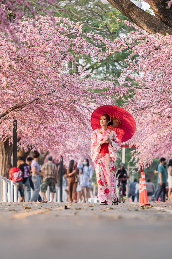 Woman wearing a kimono and holding an umbrella under sakura trees