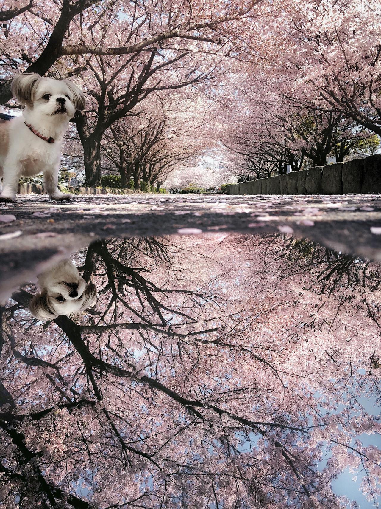 A puppy under cherry blossom trees in a park