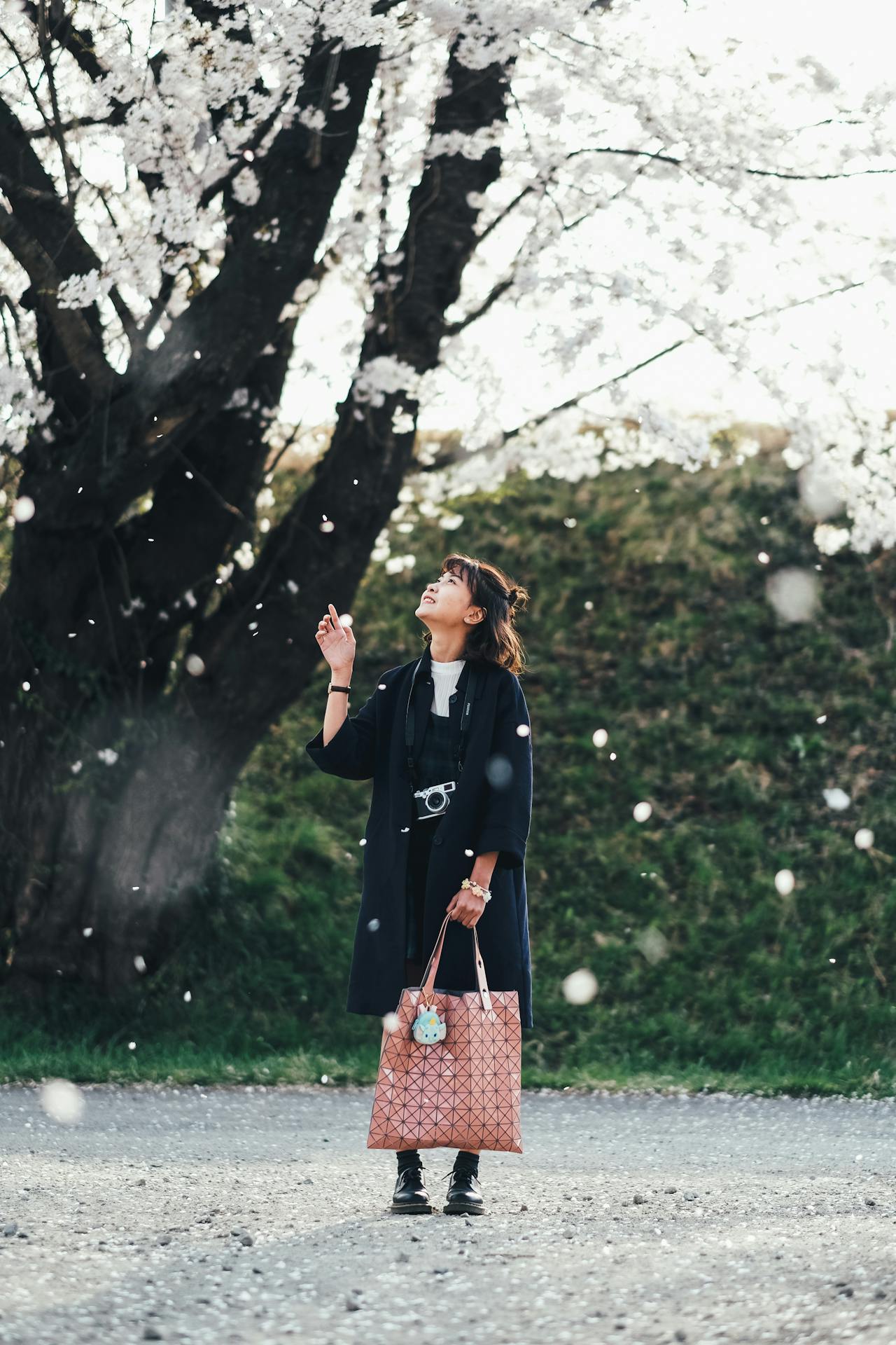 A girl wearing a black coat standing under a cherry blossom tree looking up while petals fall