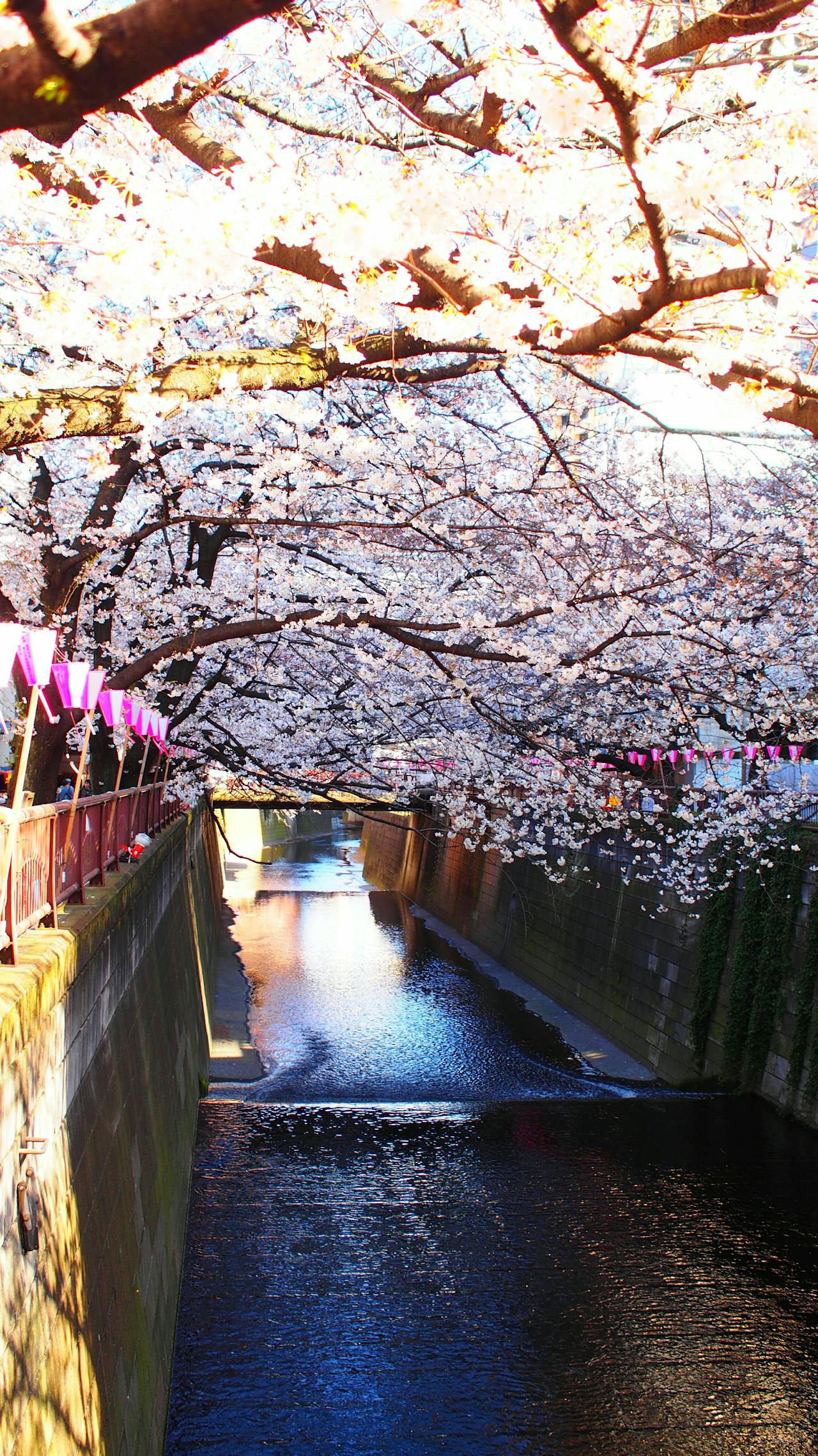 Cherry blossom trees along Meguro river in Tokyo, Japan