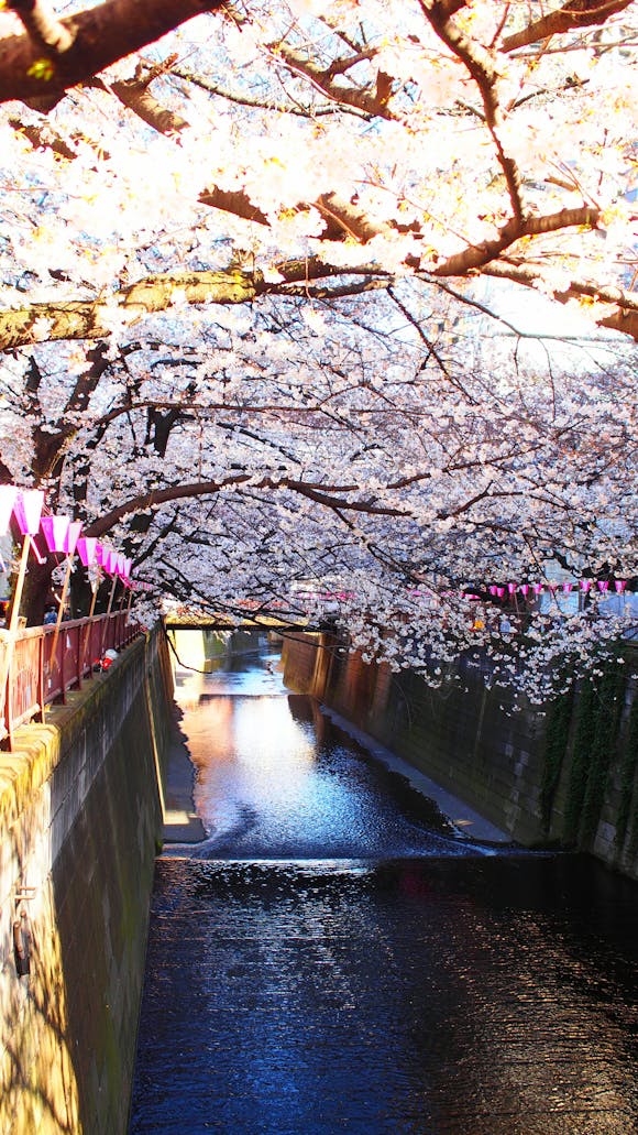 Cherry blossom trees along Meguro river in Tokyo, Japan