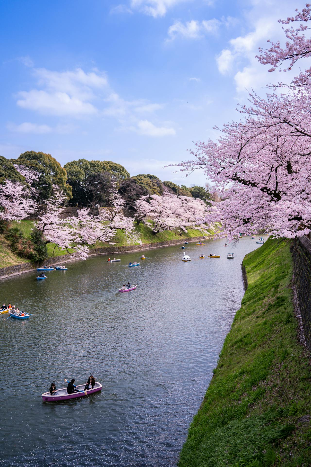 Sakuras blooming over a river in Chidorigafuchi park, with people in boats rowing