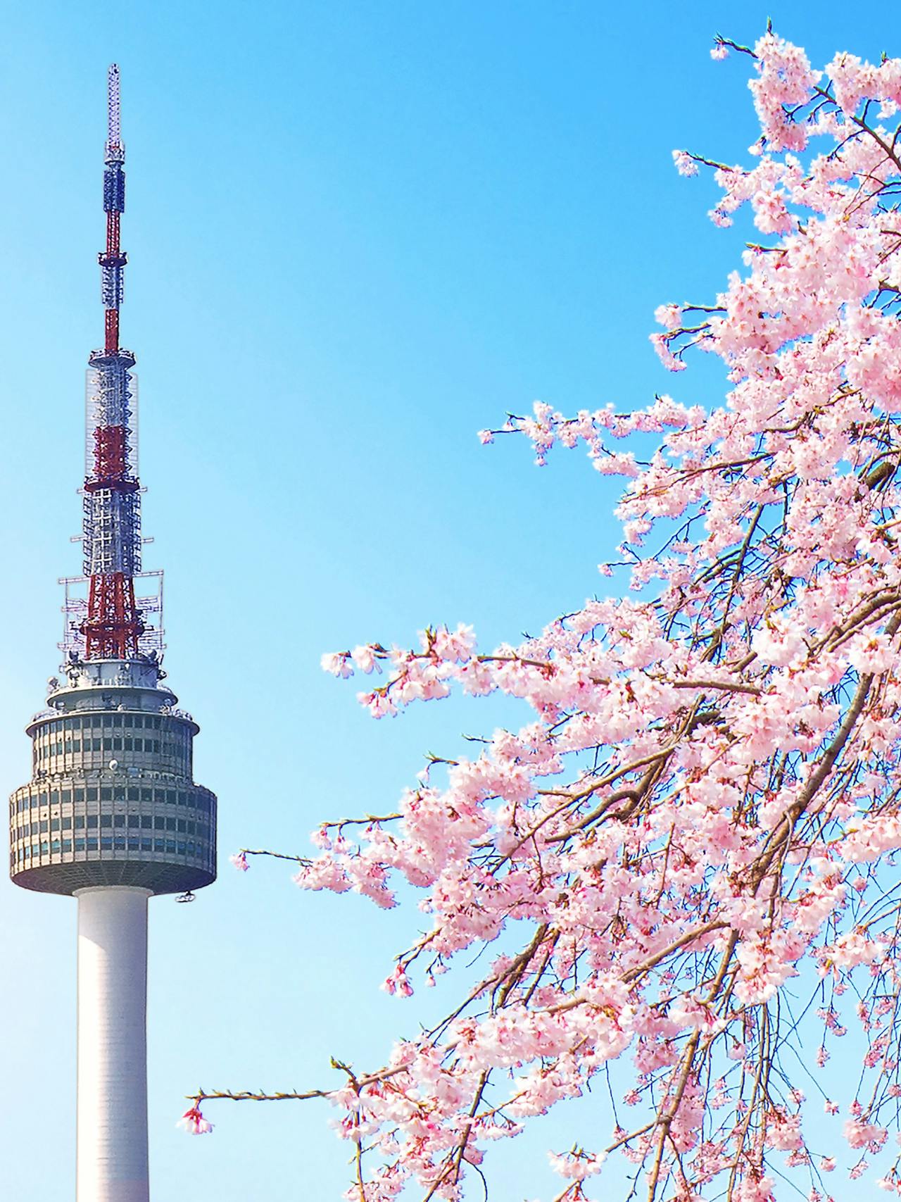 Seoul tower behind a cherry blossom on a clear and sunny day