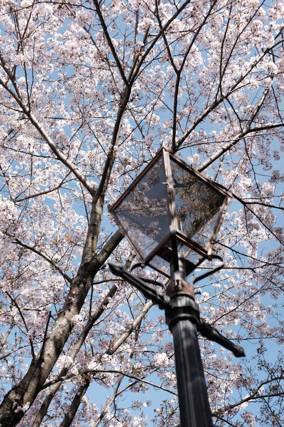 A lamp under cherry blossom trees with the background of a clear blue sky