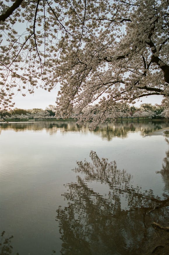 Reflection of a cherry blossom tree in a lake