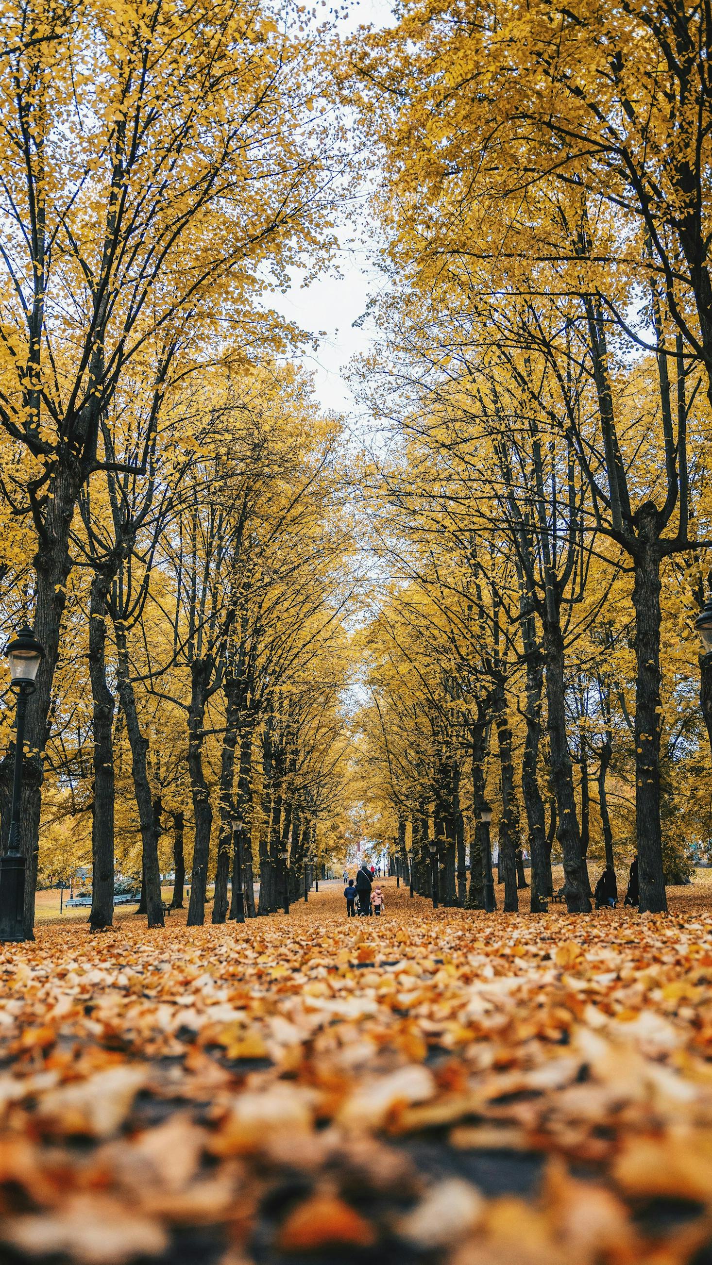 Looking down a path of trees in a park during fall, with a yellow canopy of leaves