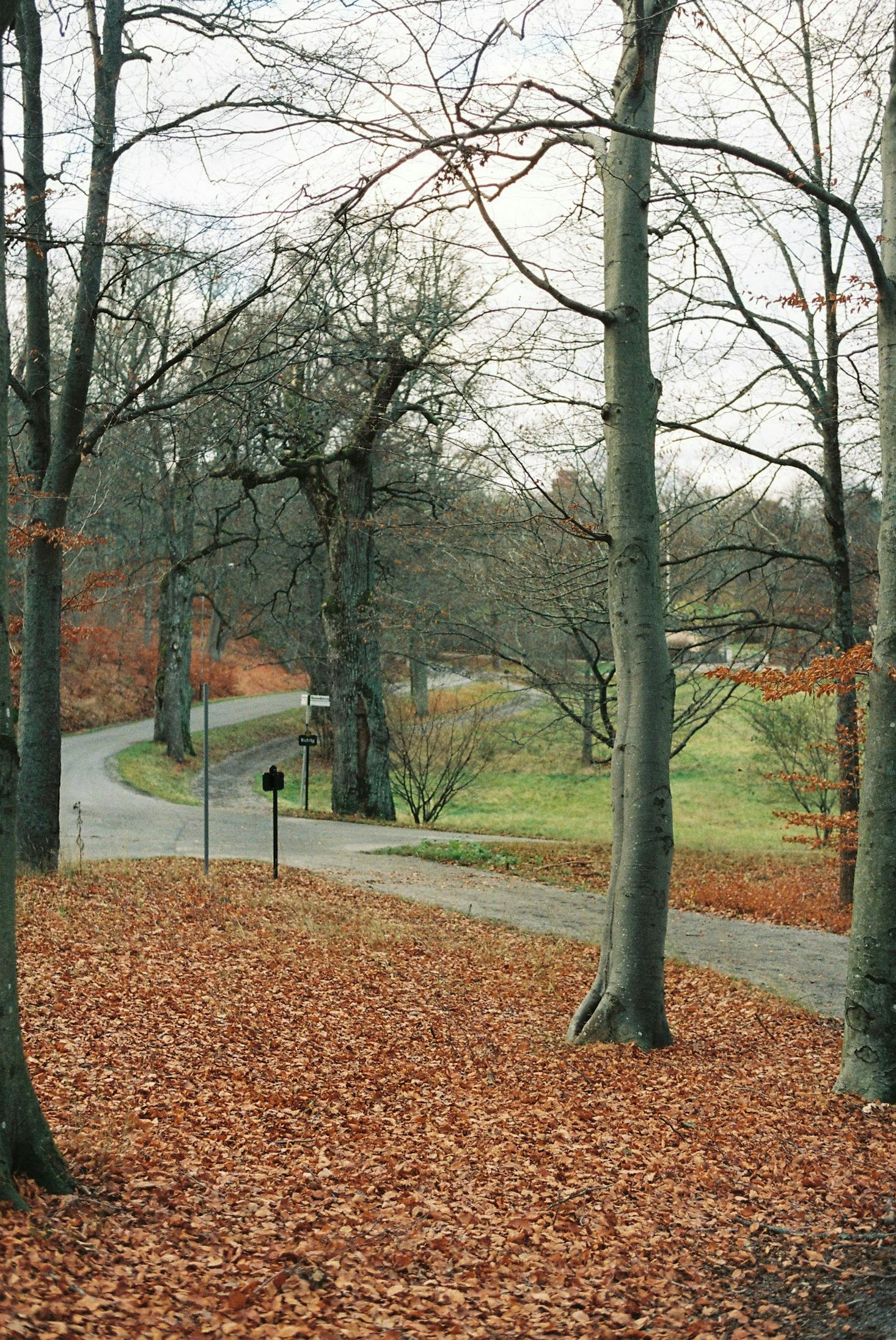 A winding path in a park, with orange leaves on the ground