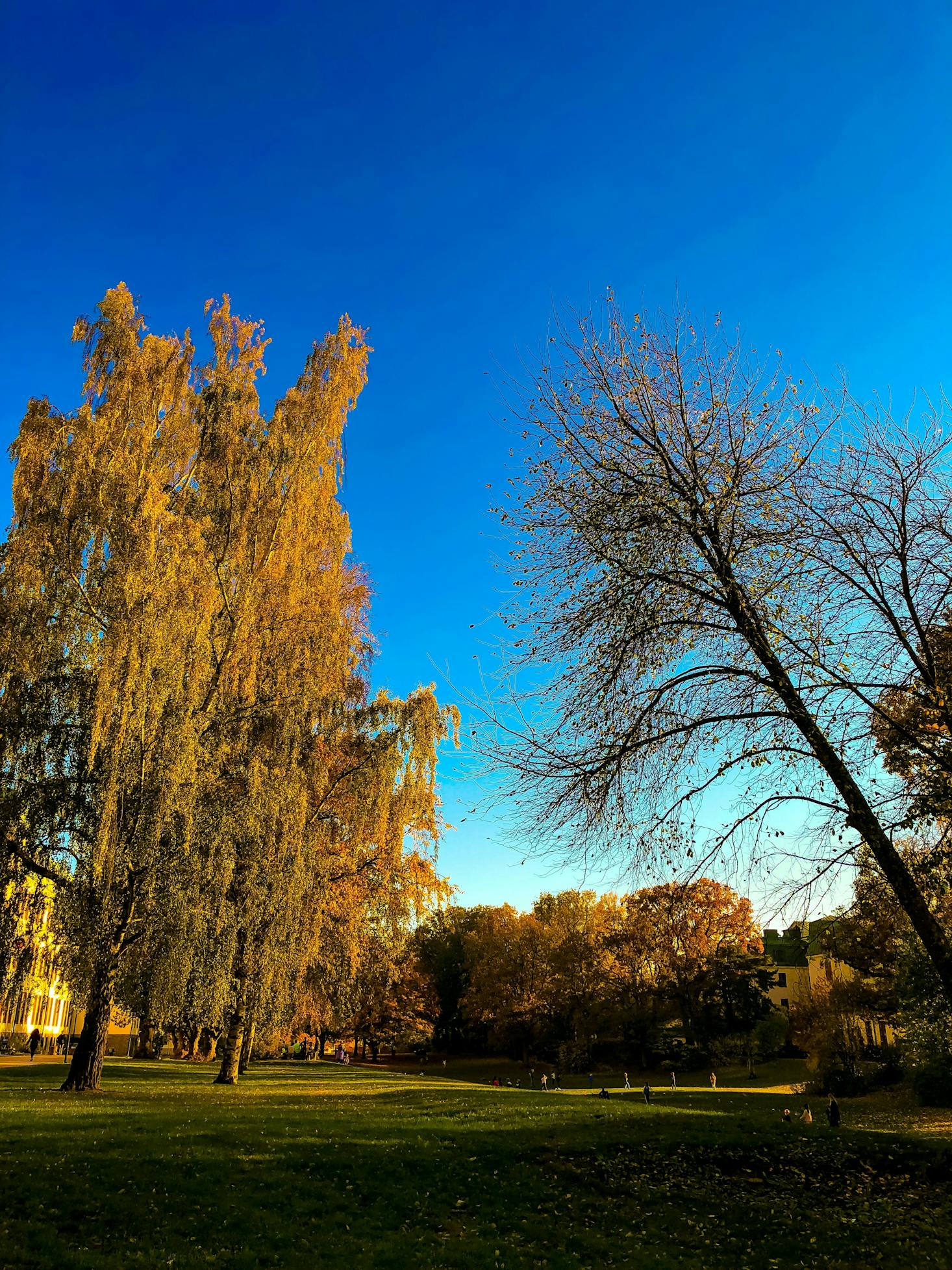 A large greenspace with a willow tree towering over the park area