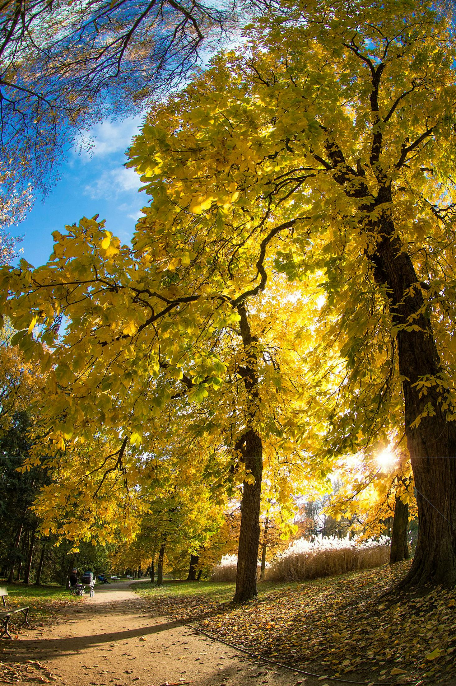 Tree lined path with bright yellow leaves on the trees and sunny sky