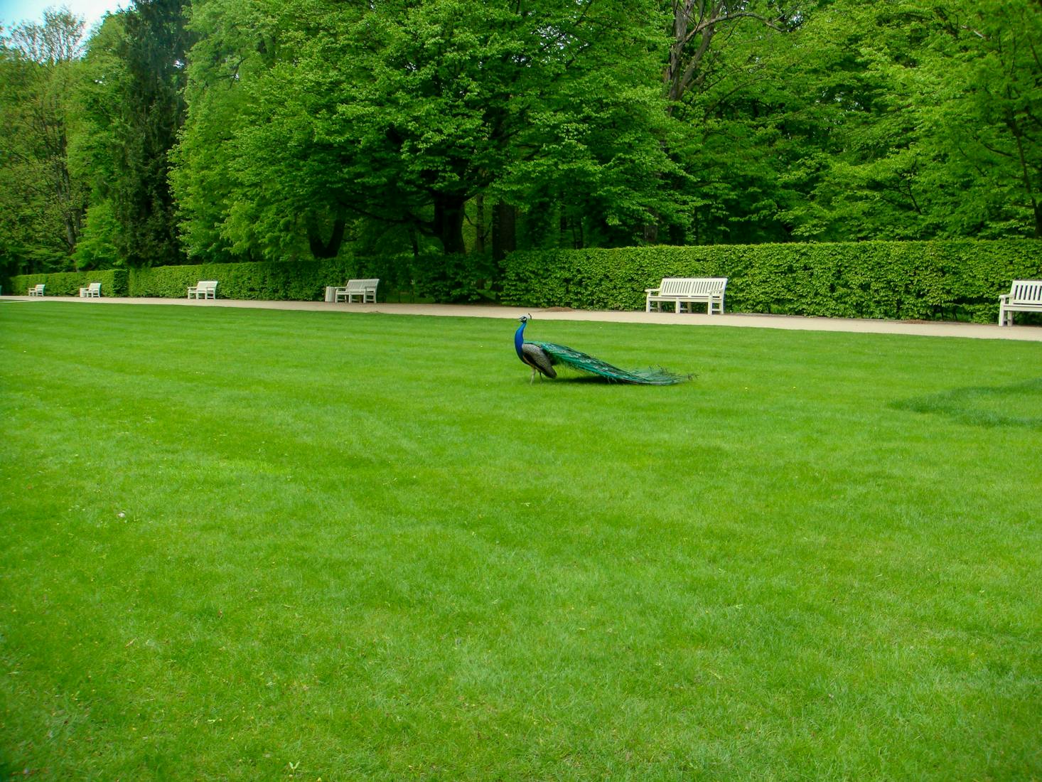 Very green grassy area with a peacock walking, park benches line path behind