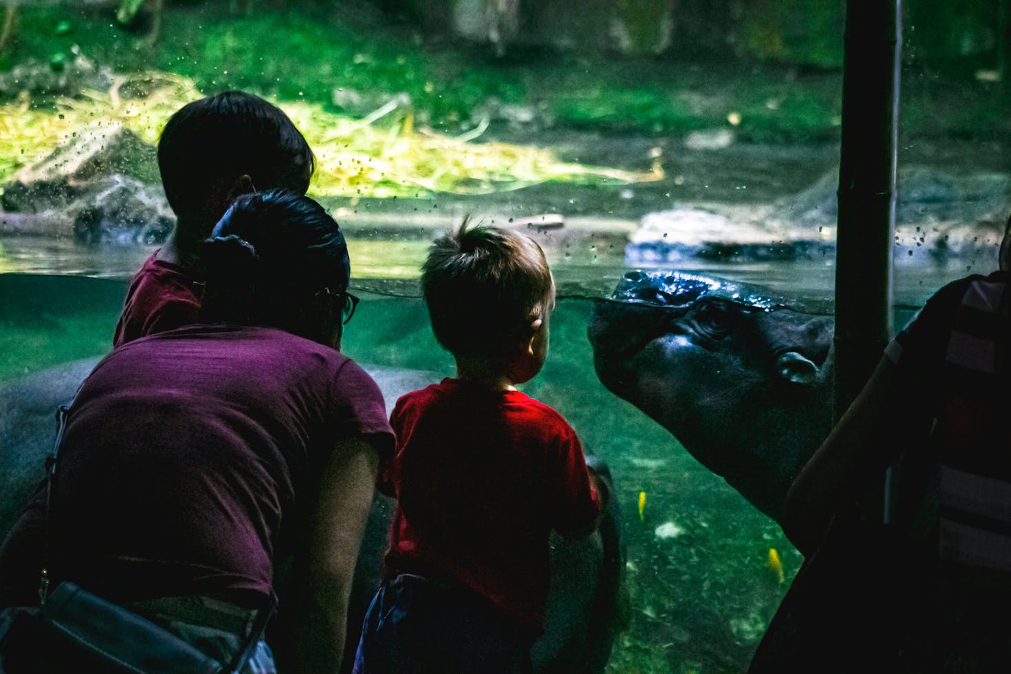 Kids meeting a tortoise at Singapore Zoo