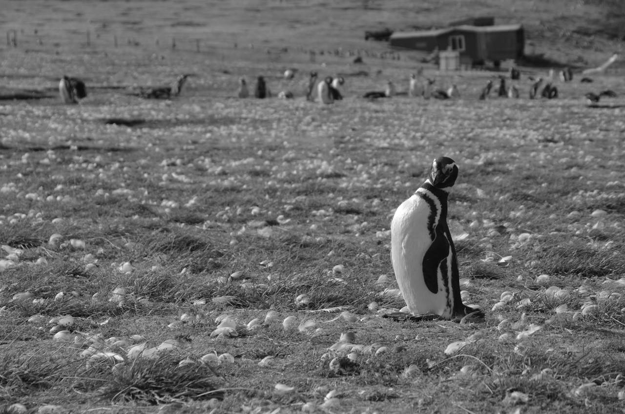 Imagen de un pequeño pingüino de punta arenas, ciudad en la que encontrarás consignas de equipaje de Bounce