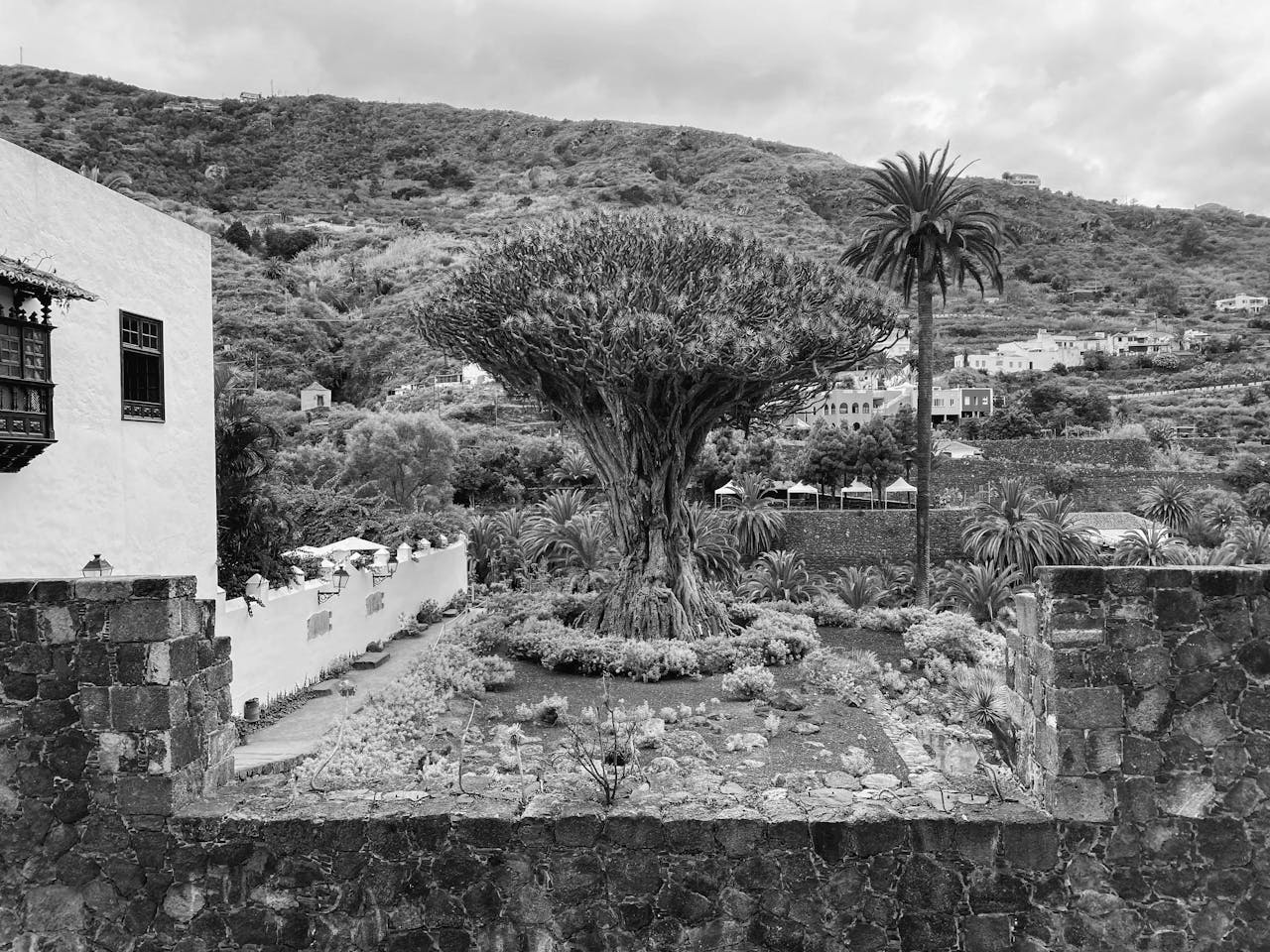 Imagen de el Draco en Santa Cruz de Tenerife donde encontrarás consignas cerca