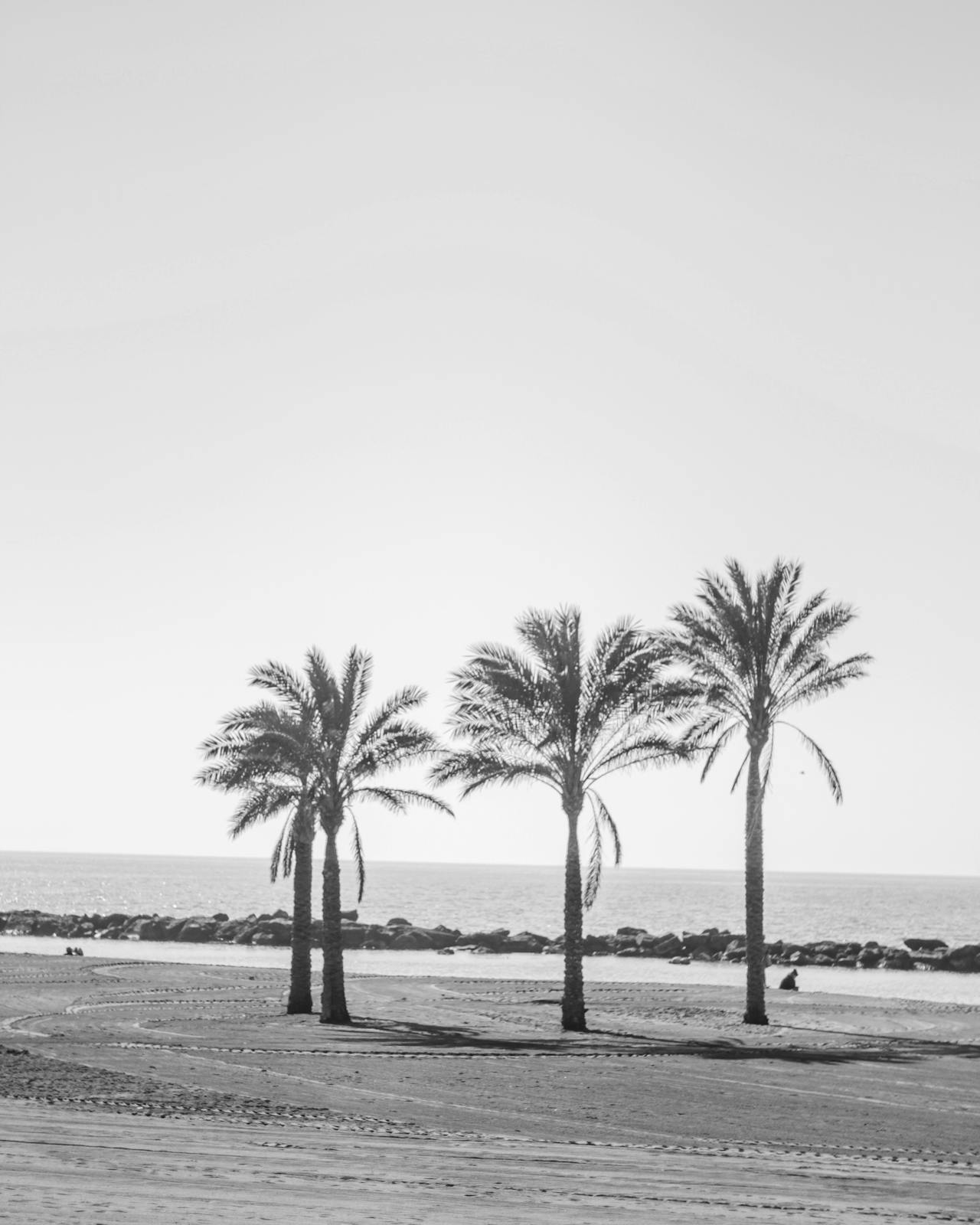 Imagen de una palmeras en Almería cerca de donde encontrarás consigna de equipaje en Almería