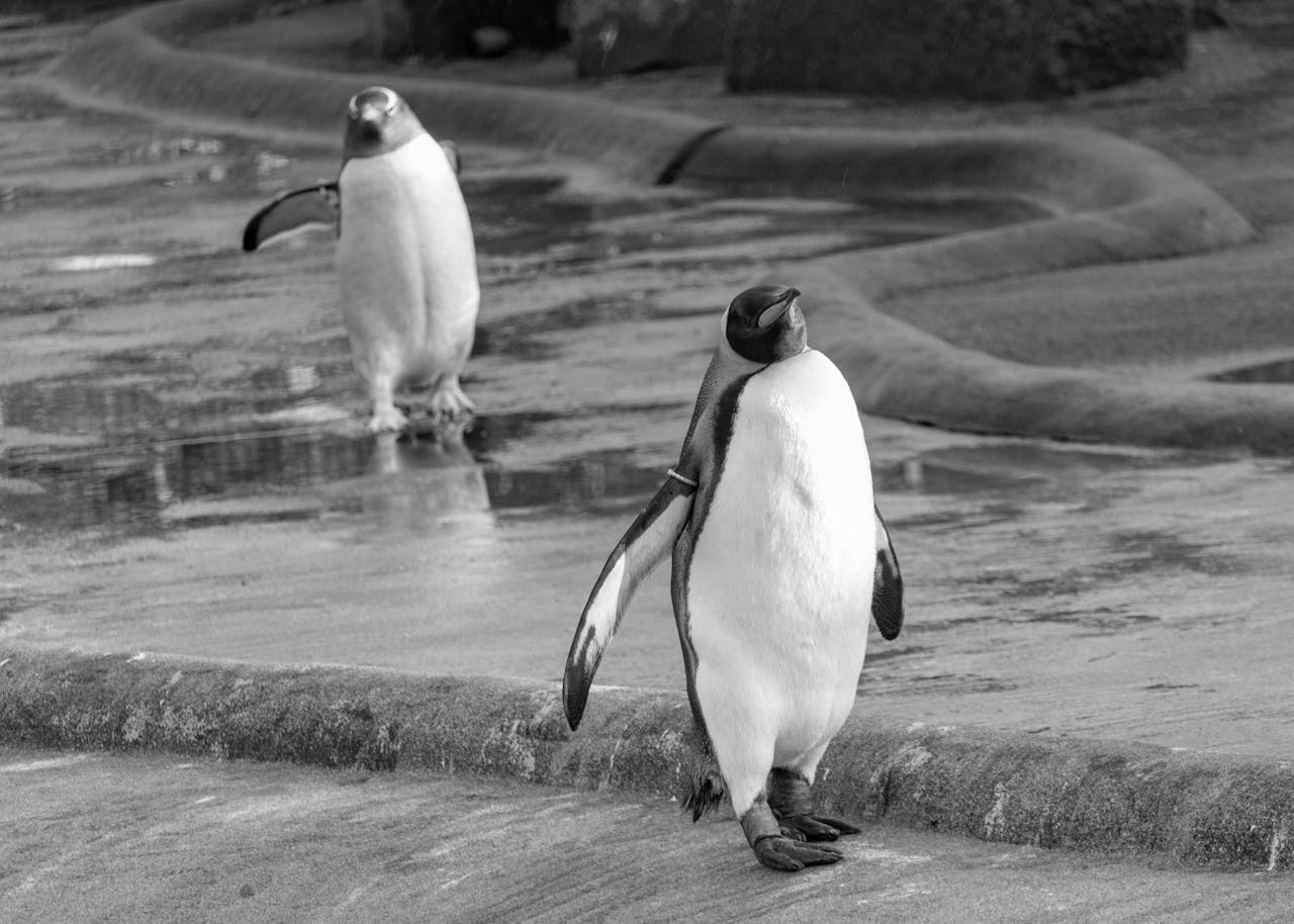 Penguins at the Edinburgh Zoo