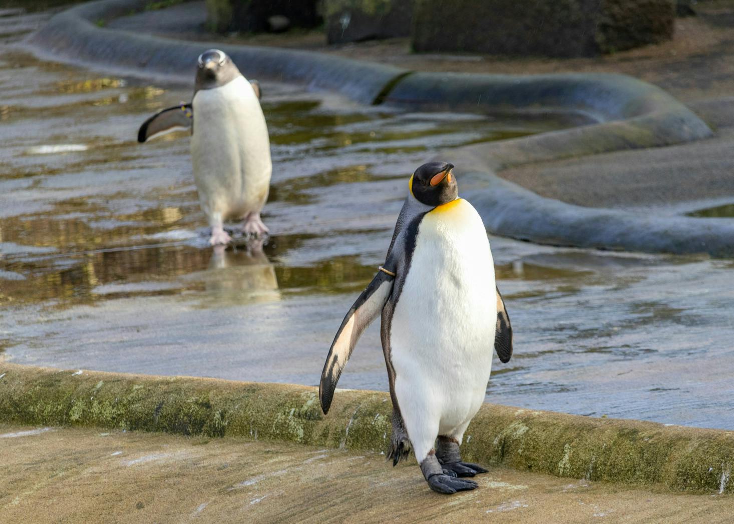 Two penguins walking at the water's edge at the Edinburgh Zoo