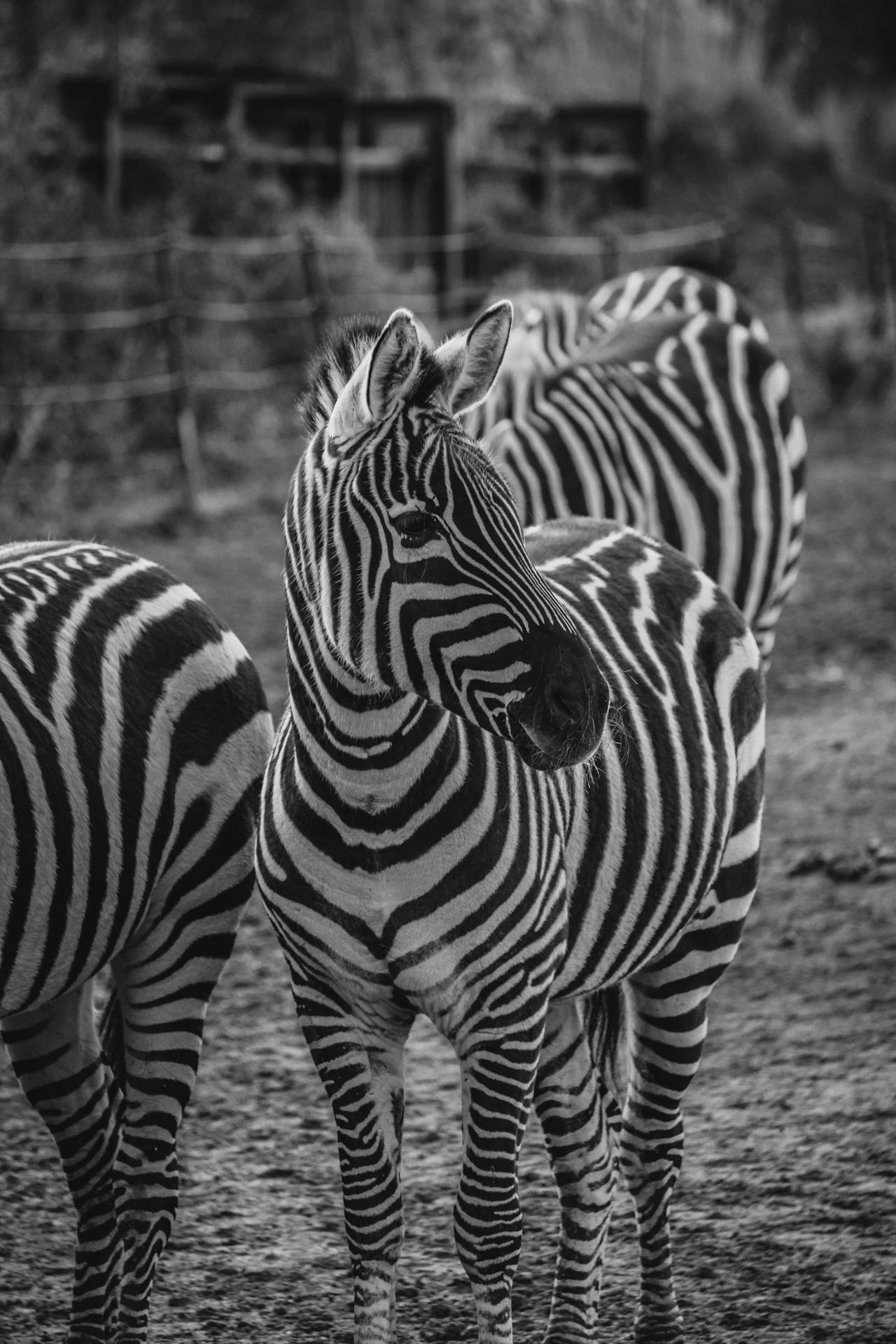 Zebras at the Dublin Zoo