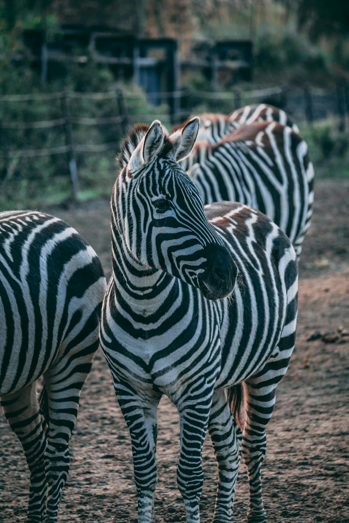 Zebras at the Dublin Zoo in the daytime