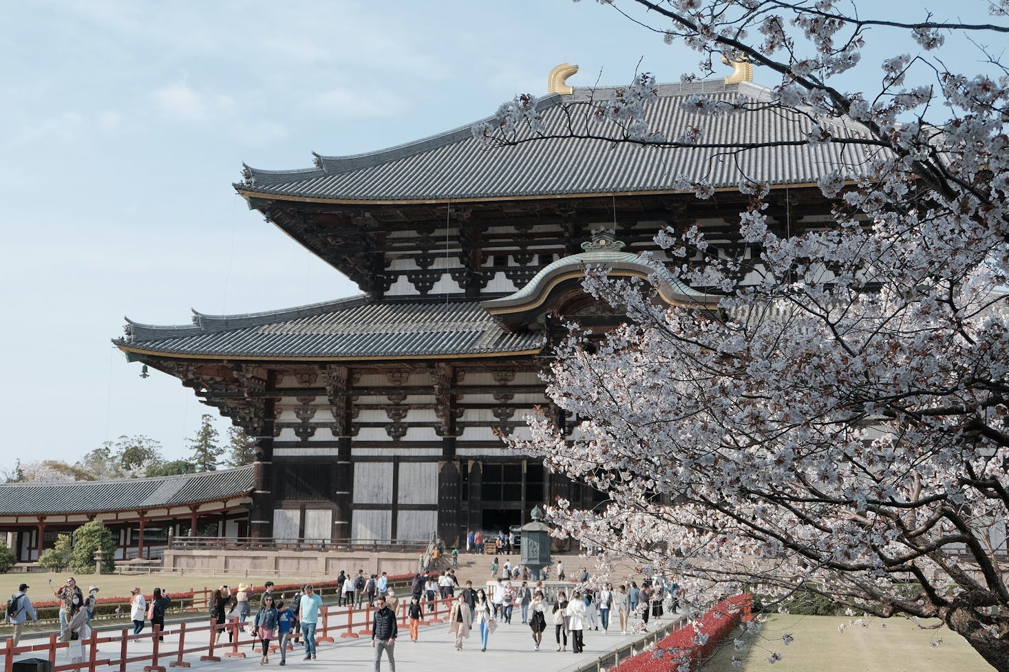 Temple with cherry blossom trees near Kintetsu Nara Station