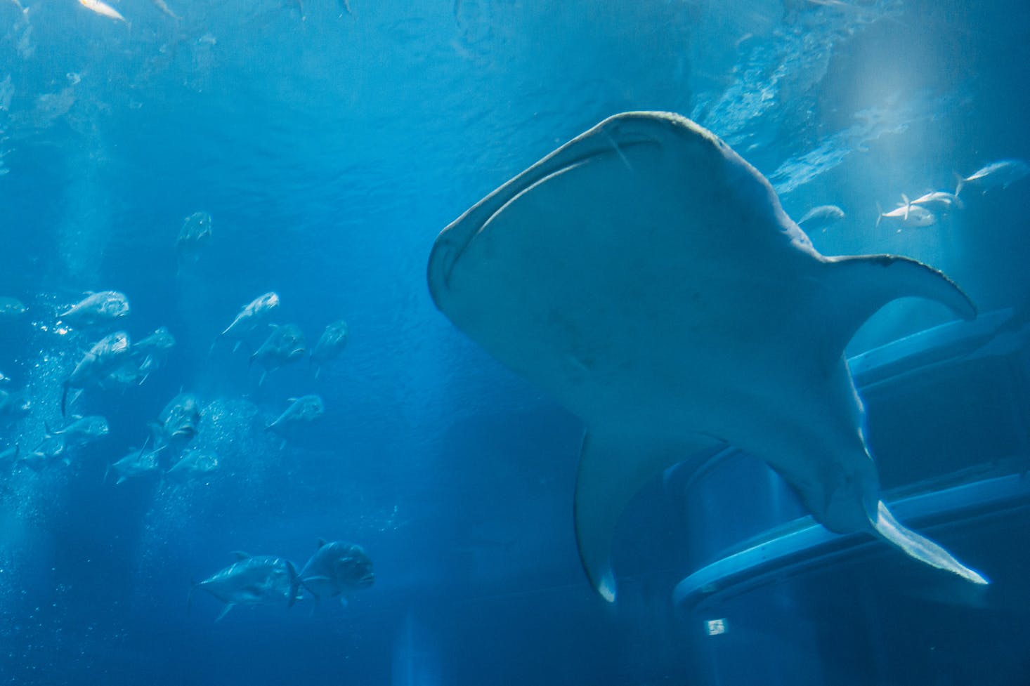 The underside of Osaka Aquarium's famous tiger shark swimming in blue water