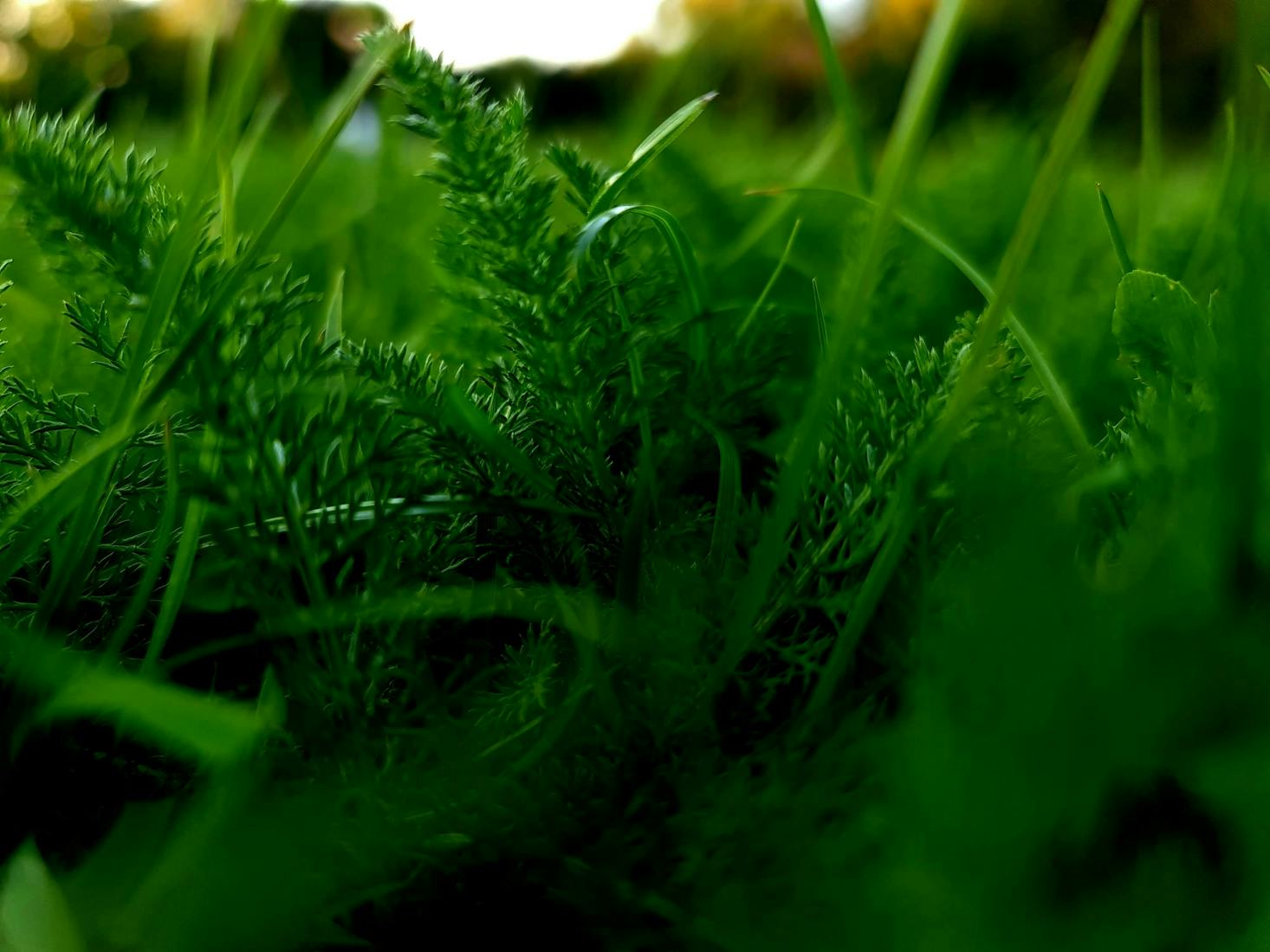 Greenery in Loughton, UK