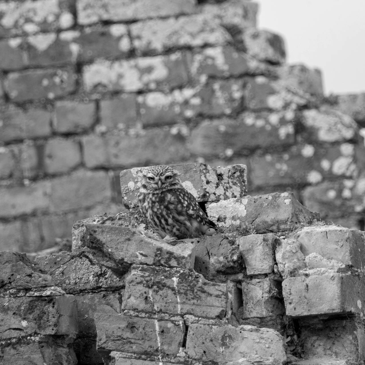 Owl in Sheerness, UK
