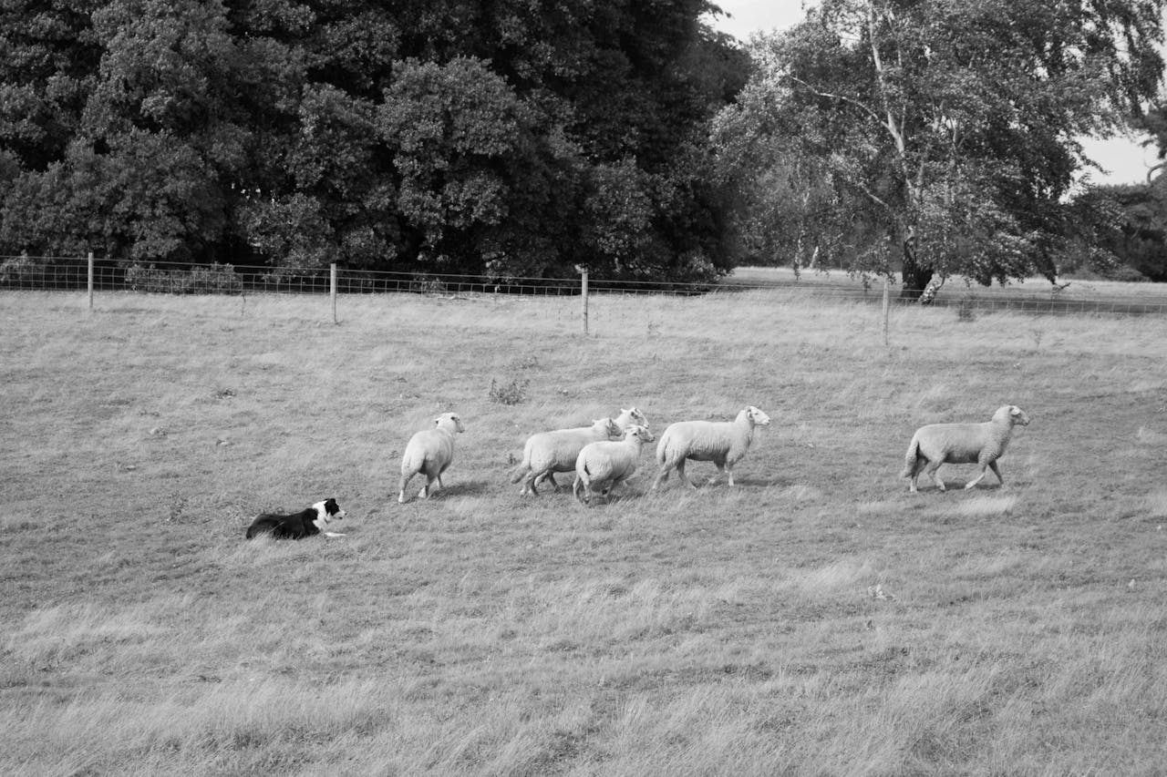 Sheep in Takeley, UK