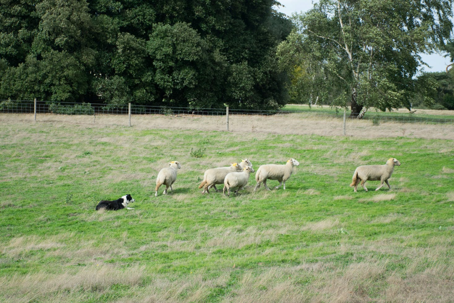 Sheep in Takeley, UK