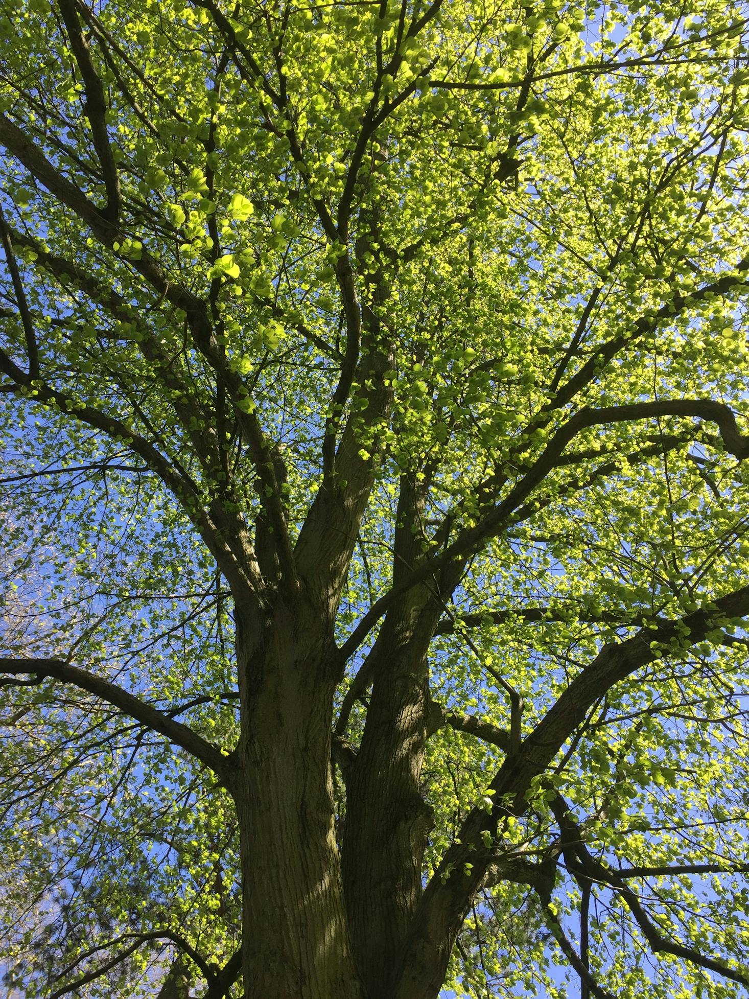 Forest in Bilston, UK