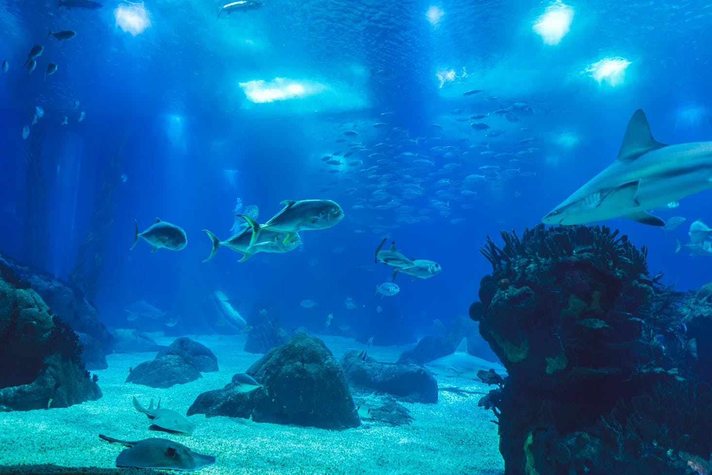 Gepäckaufbewahrung und Schließfächer am Aquarium in Lissabon.