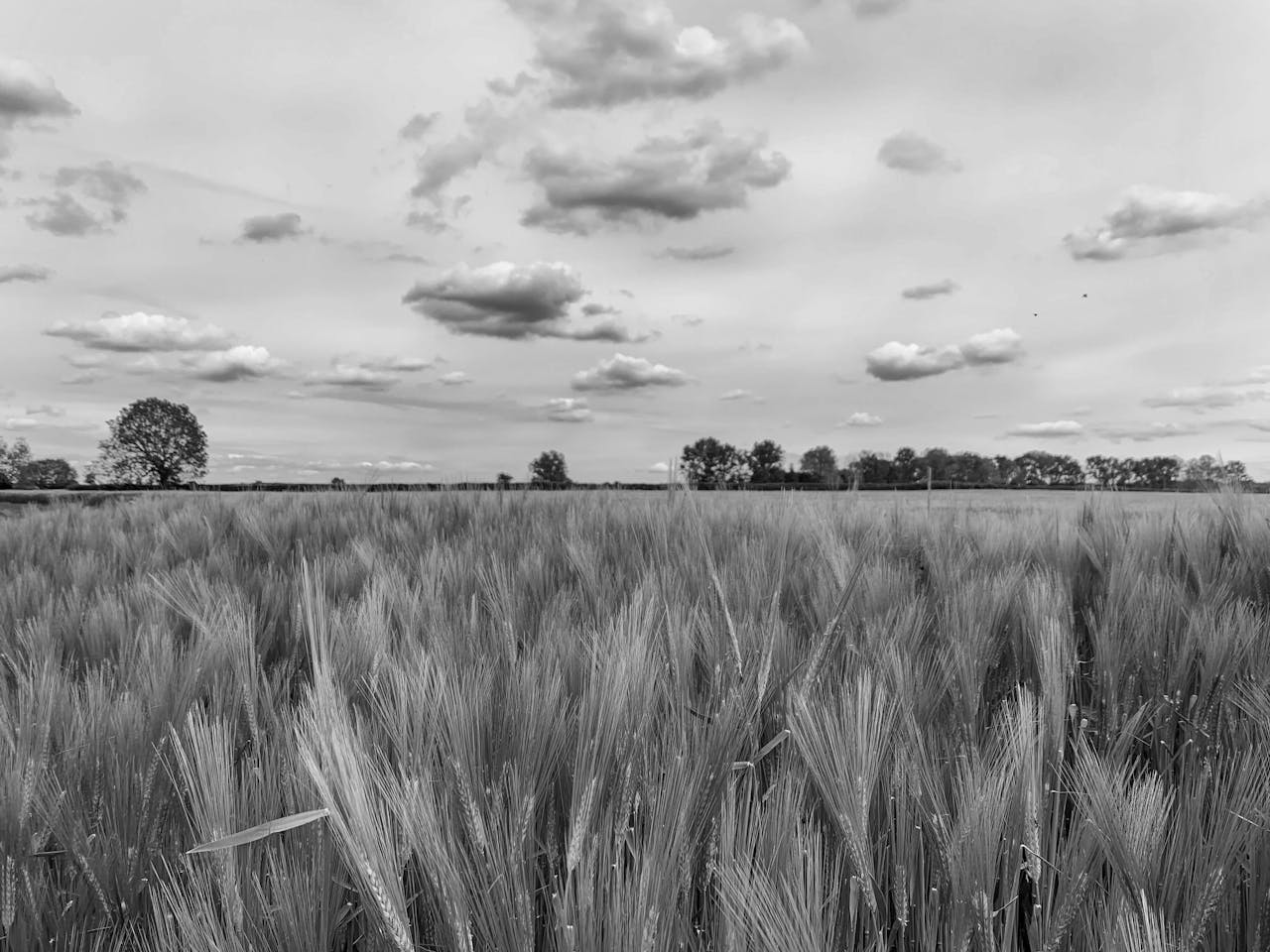 Barley field in Bicester, UK