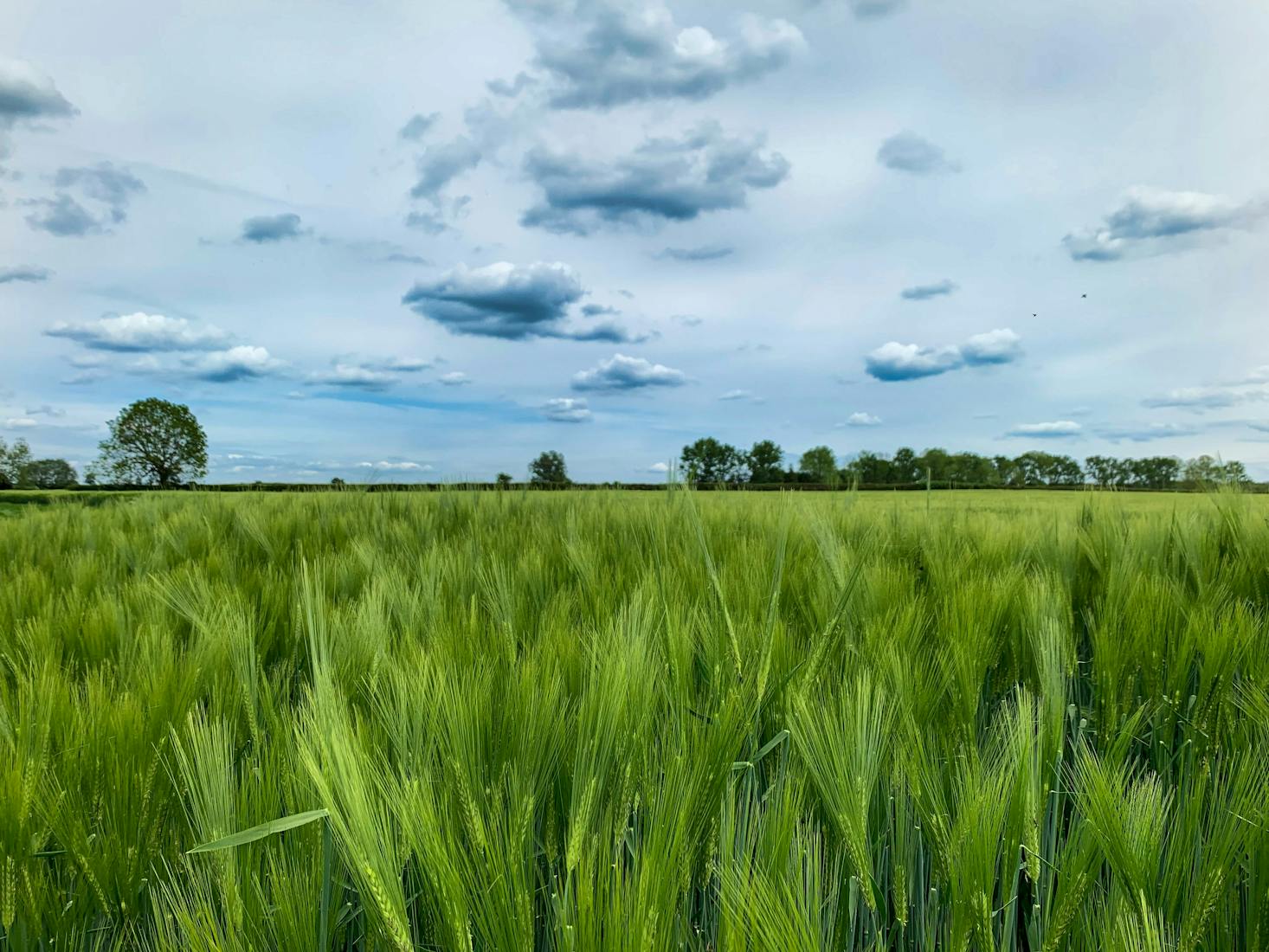 Barley field in Bicester, UK