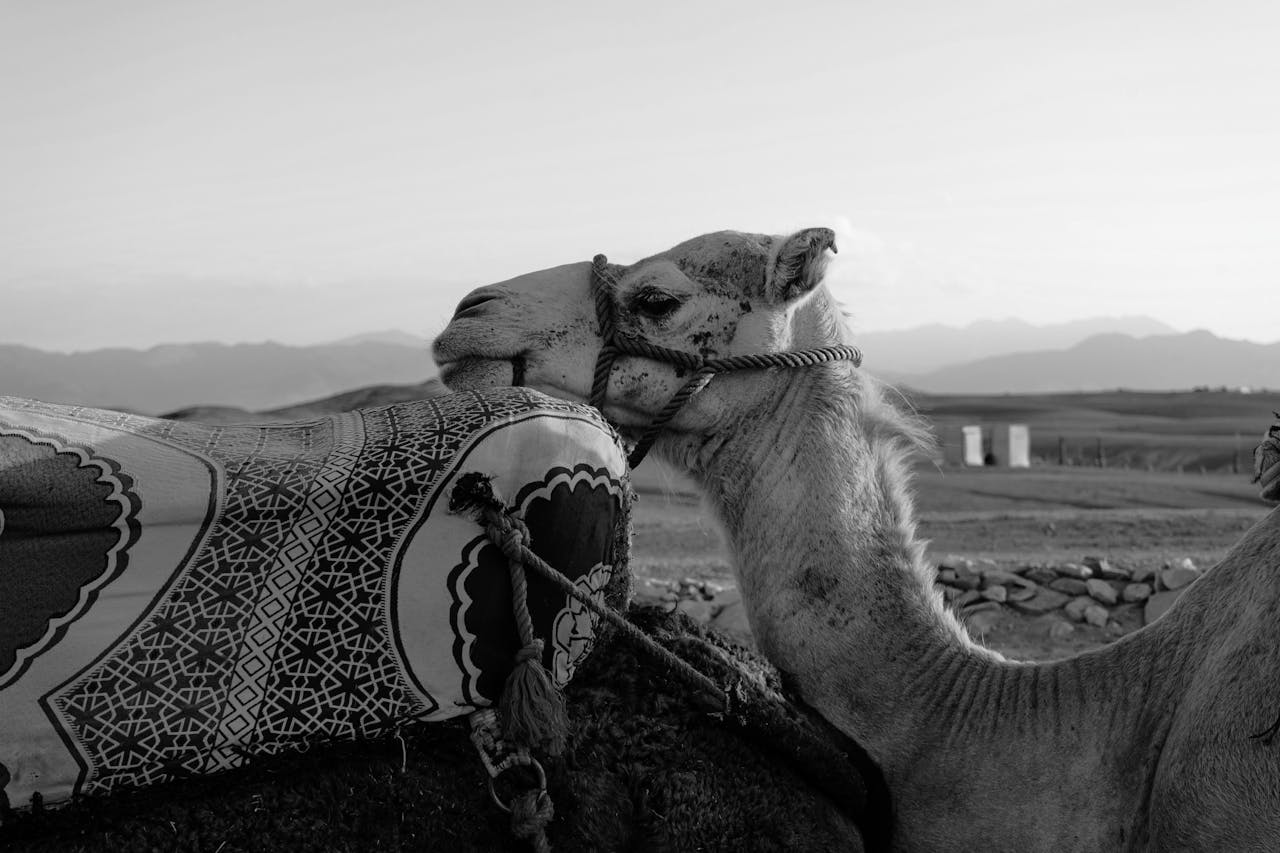 Camels in Agafay, Morocco