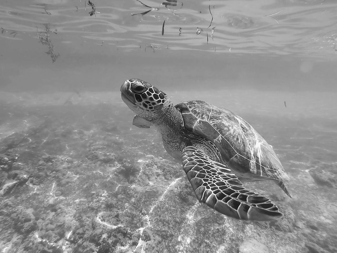 Turtle in Moalboal, Philippines