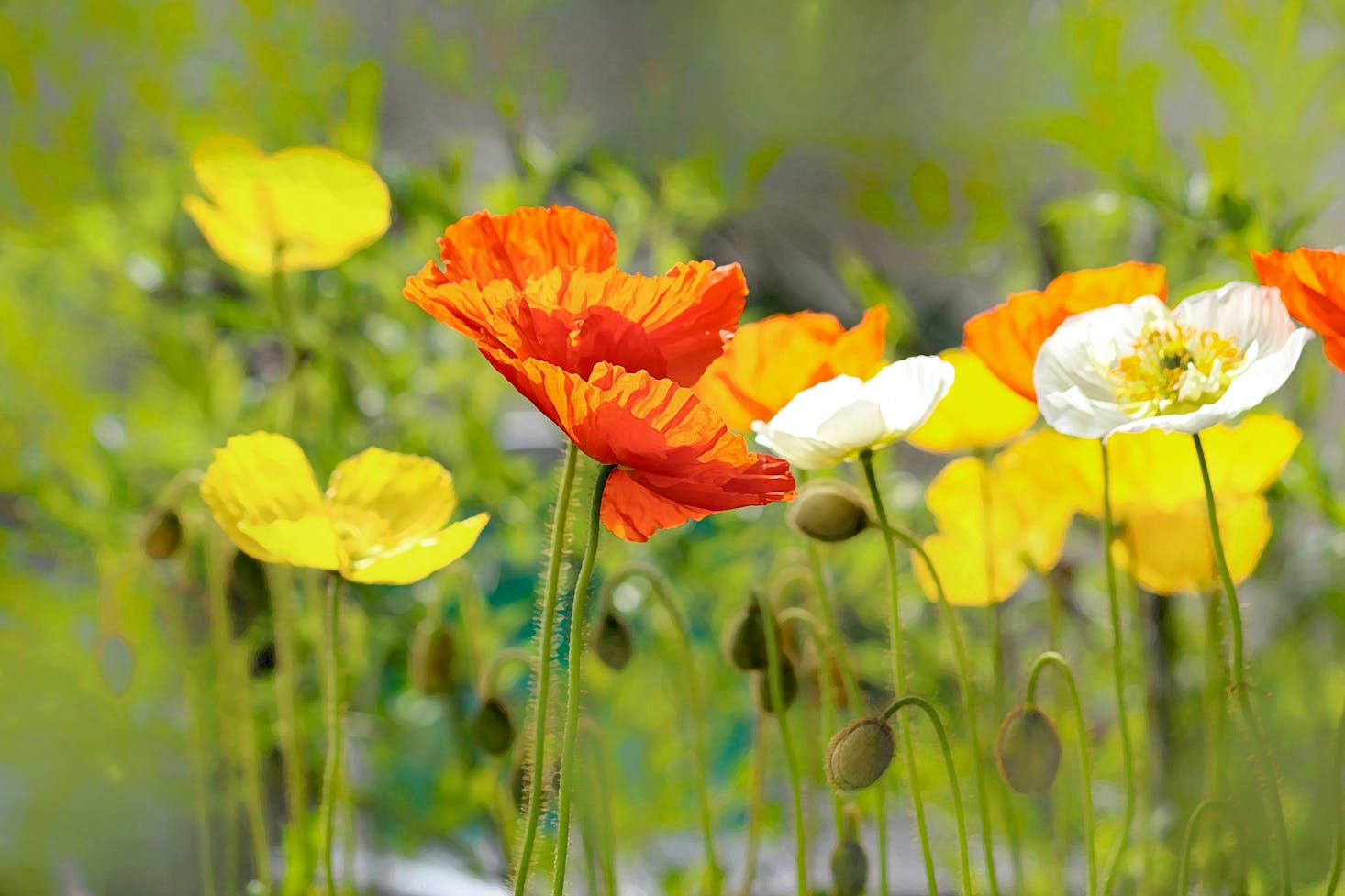 Flowers in bloom in a park Kennett Square, PA, with luggage storage available close by