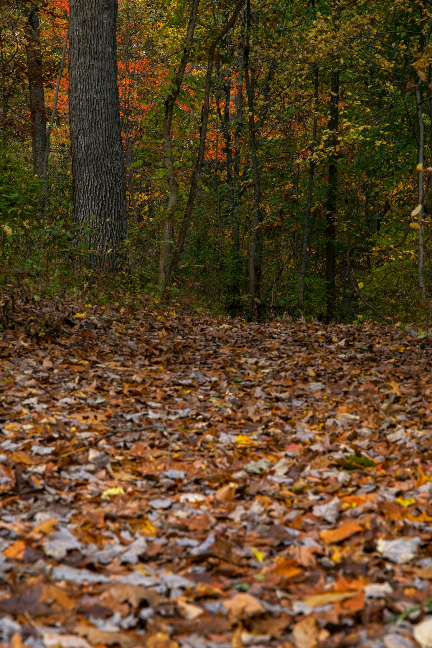 Autumn leaves in Richboro, PA, with luggage storage nearby