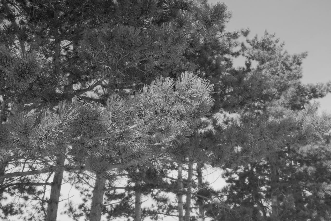 Pine trees in South Lyon, Michigan