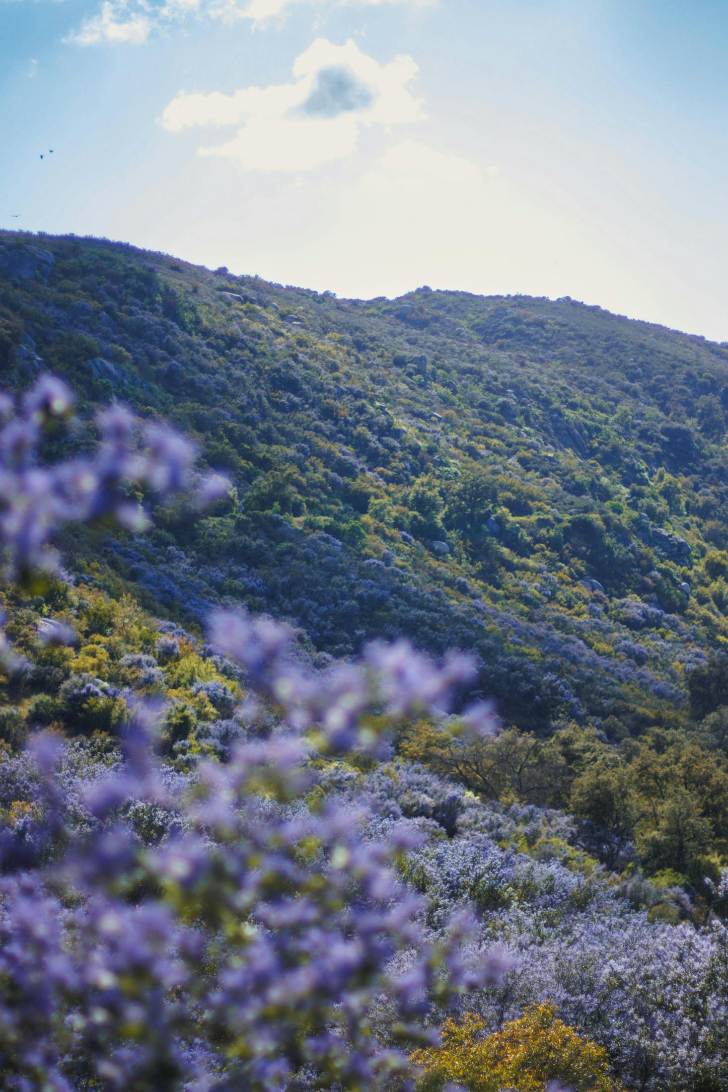 Hills with flowers in Valley Center, CA