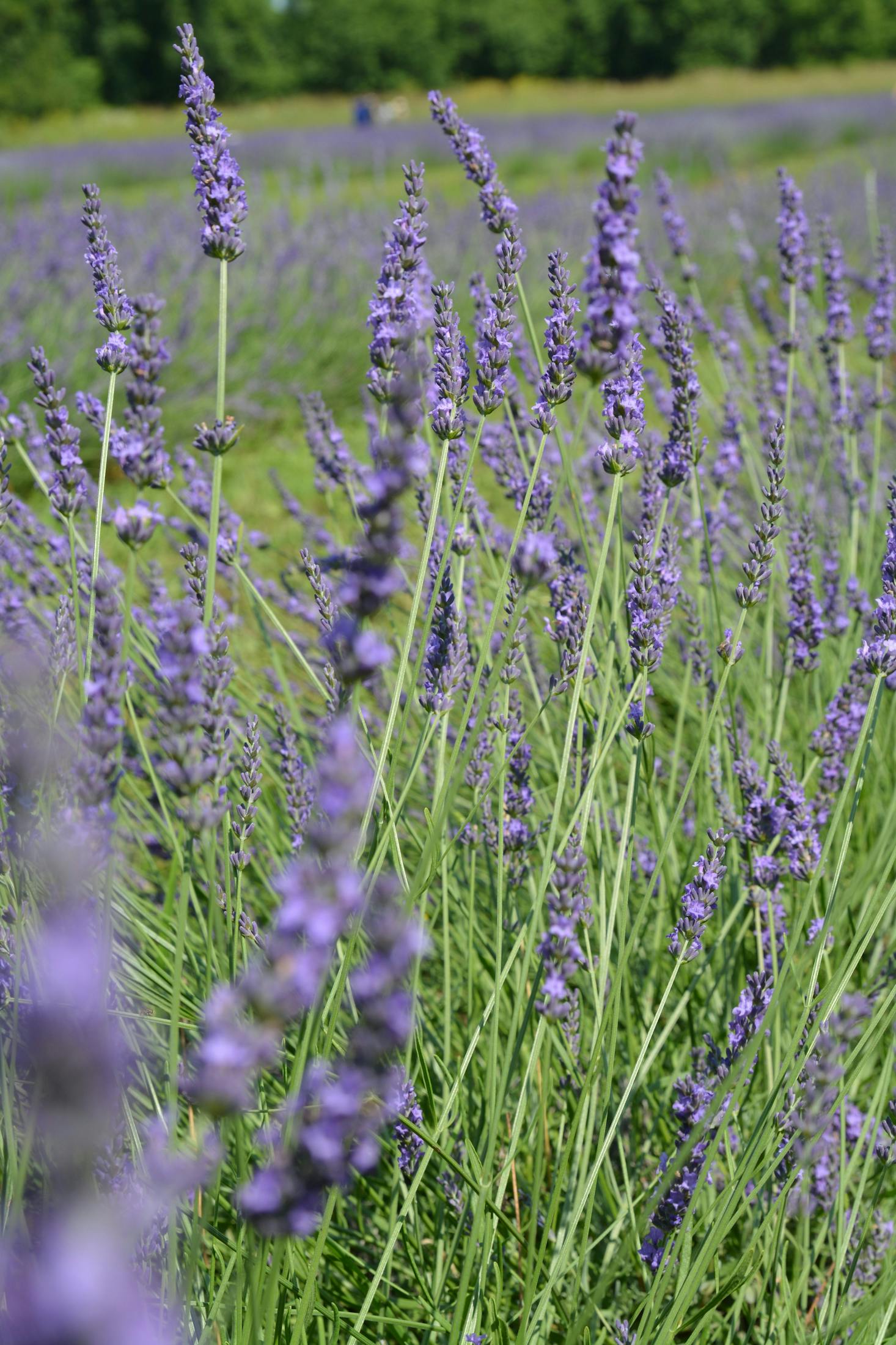 Beautiful lavender field in Laval