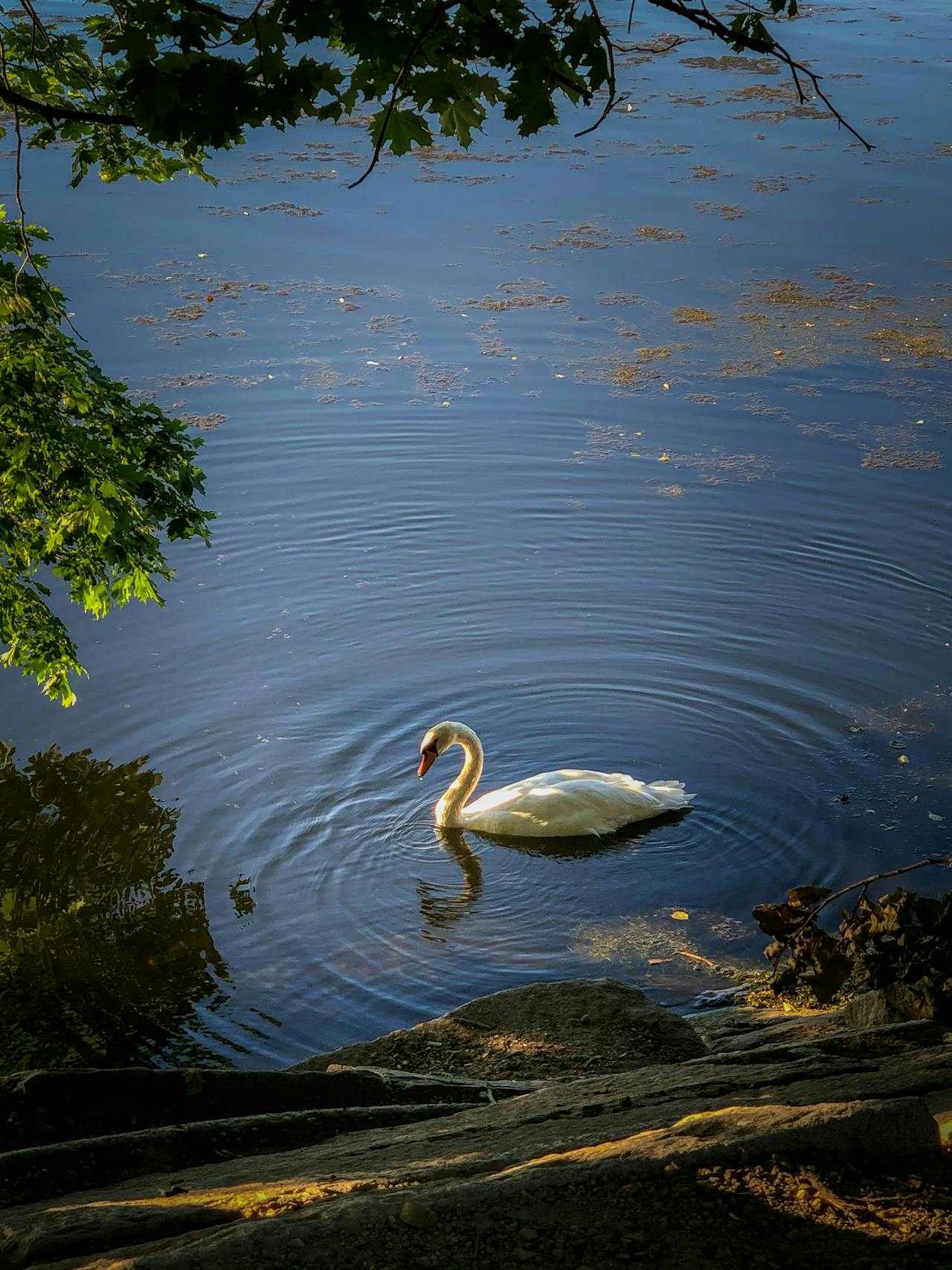 A beautiful swan enjoying the serene waters of Somerville