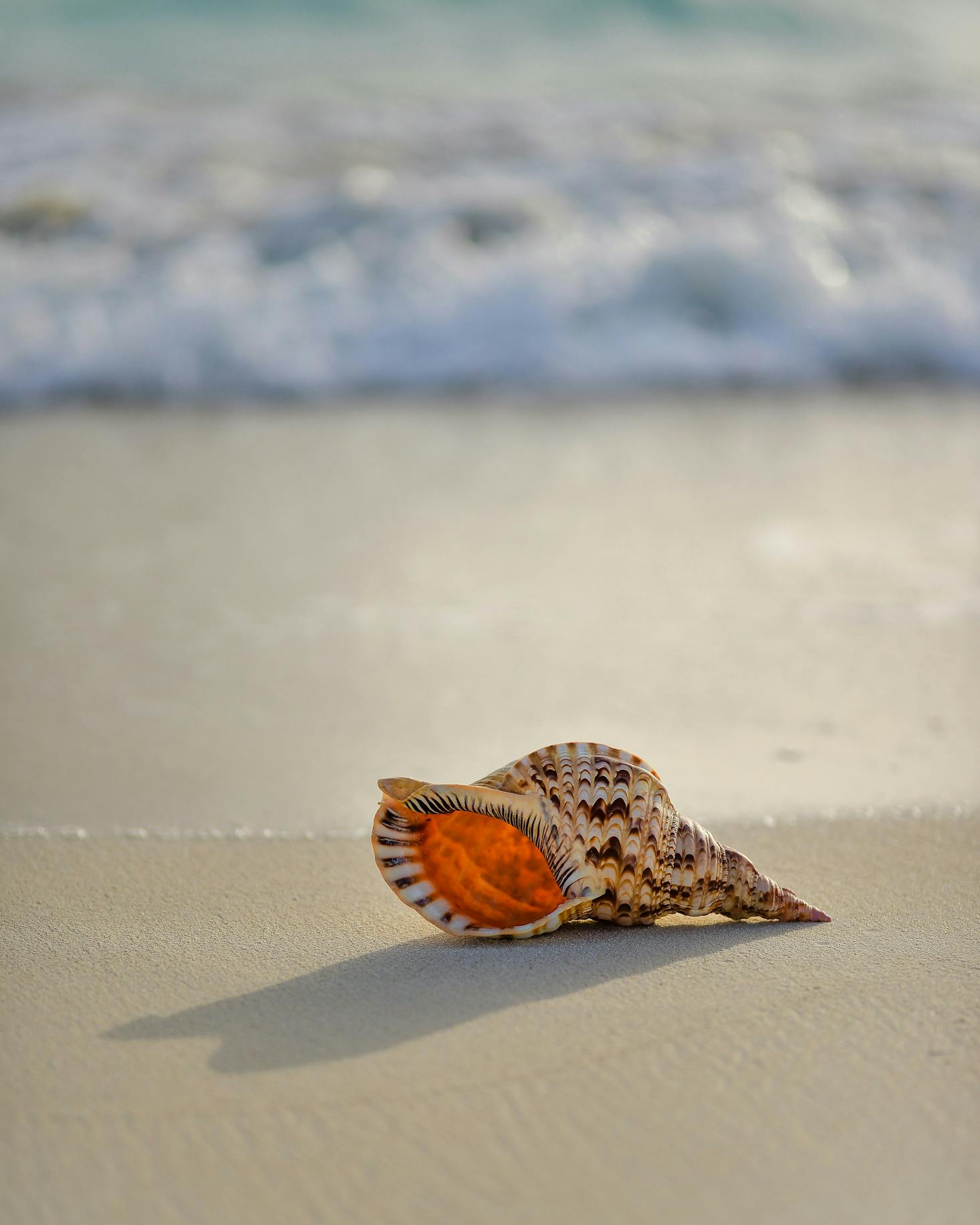 A solitary seashell rests on the shore of Playa Caracol.